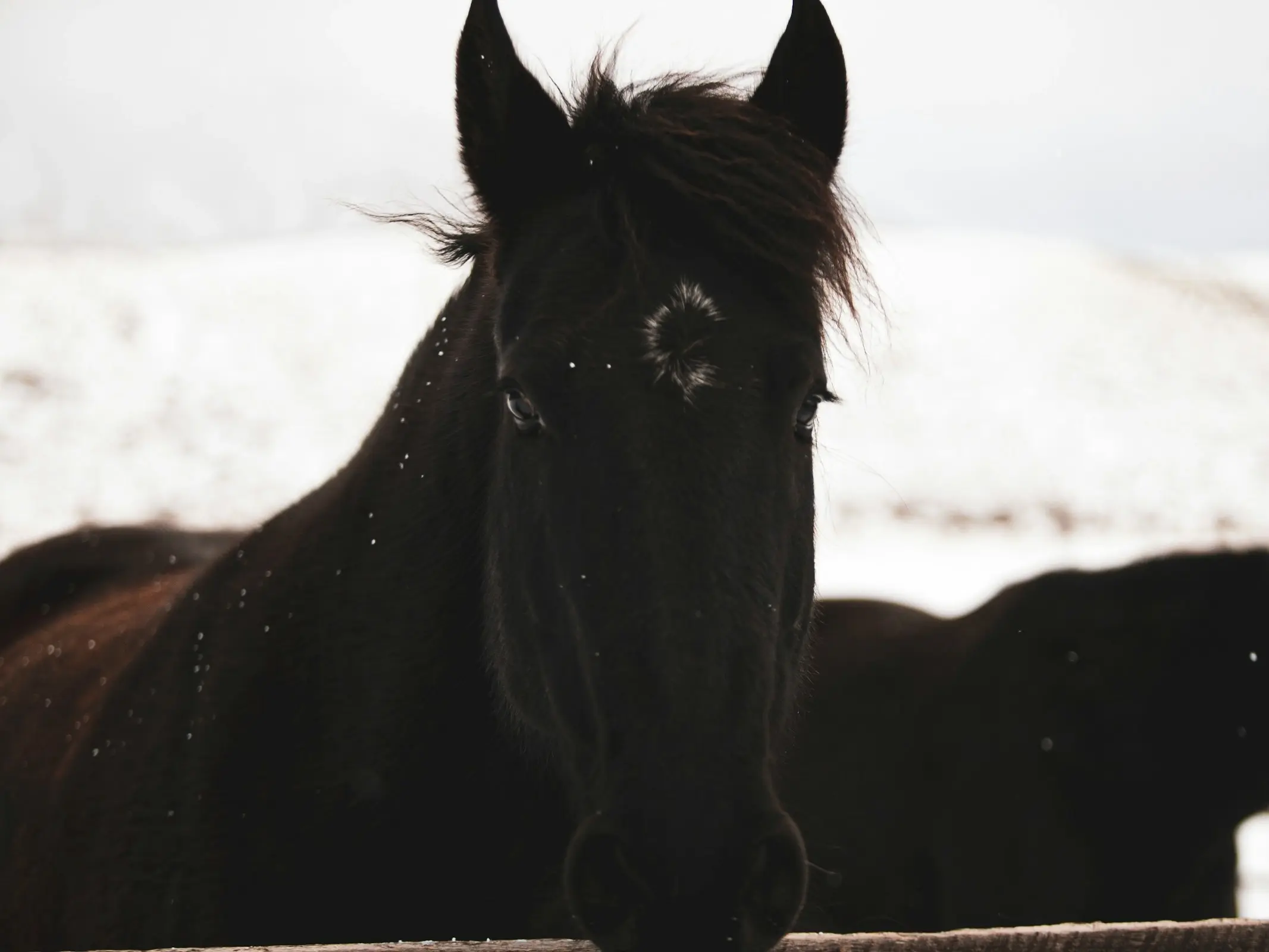 Horse with faint marking