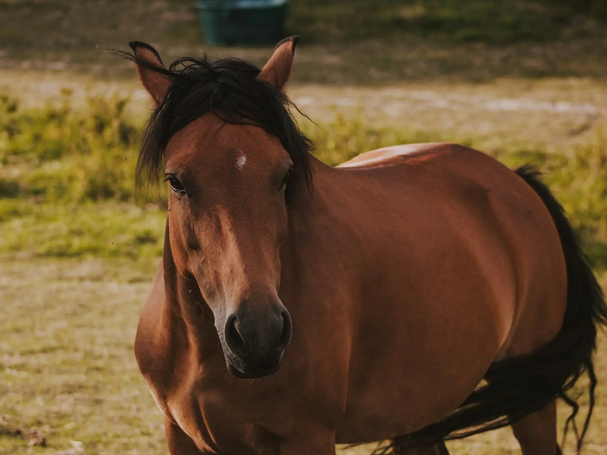 Horse with faint marking