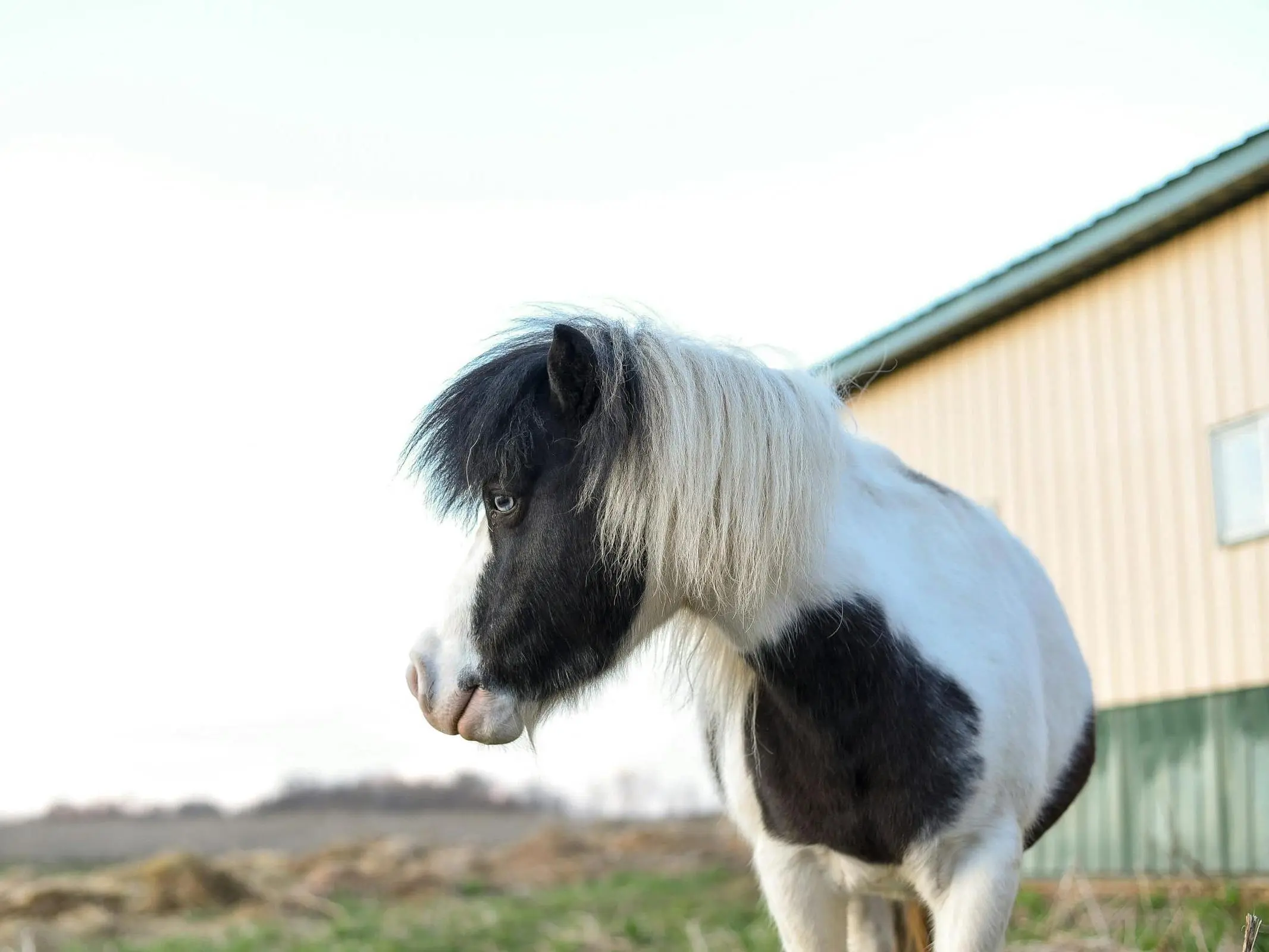 Falabella