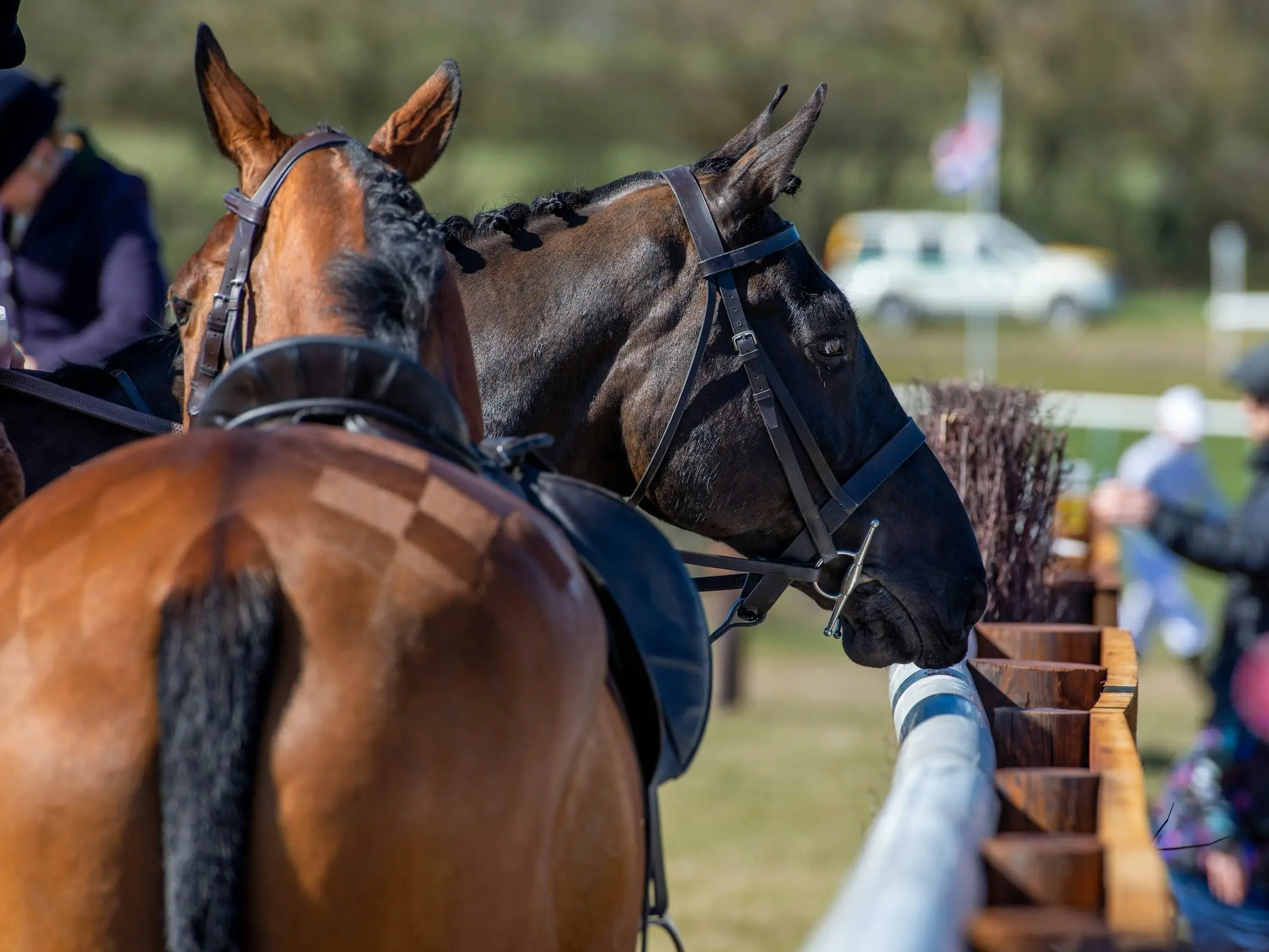 Horse jumping a fence
