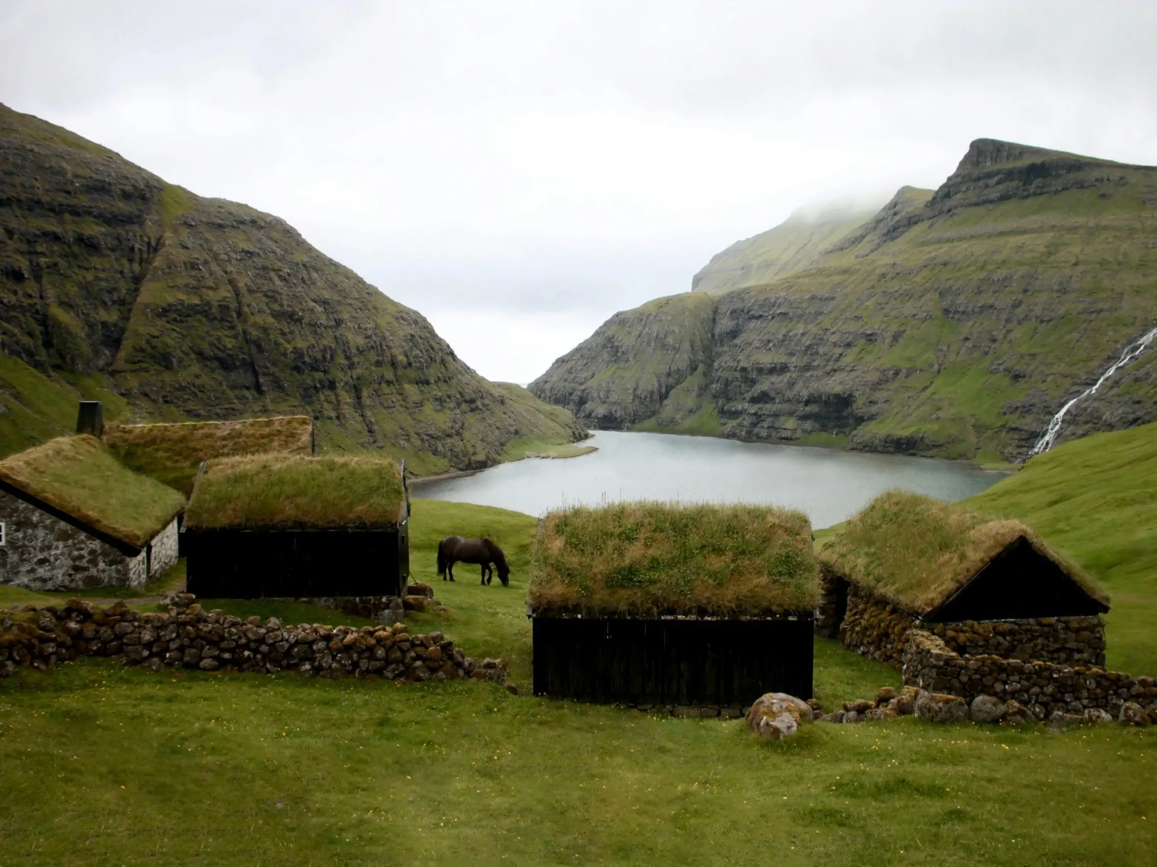 Faroe Pony