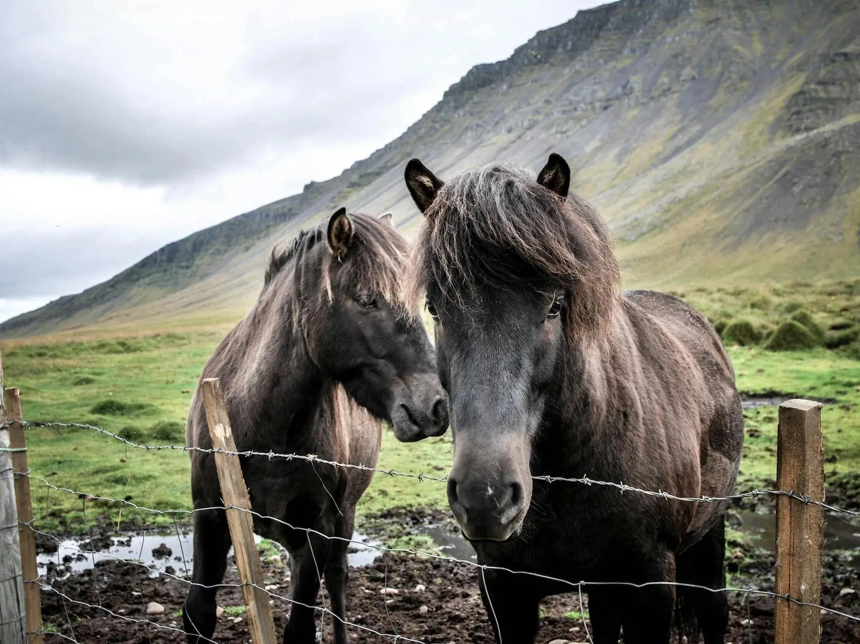 Faroe Pony