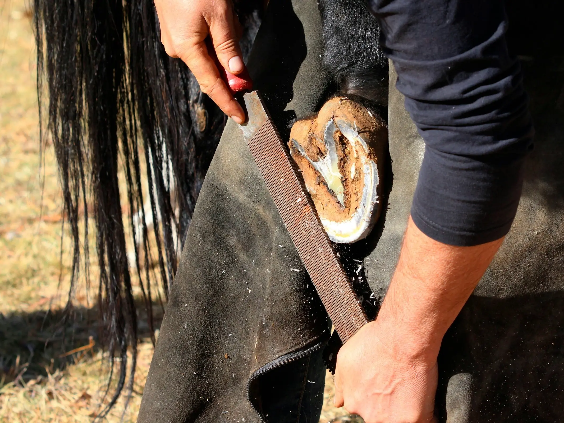 Farrier trimming a hoof