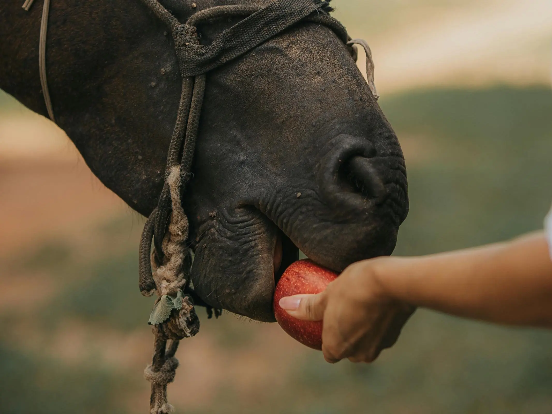 Apple Treat