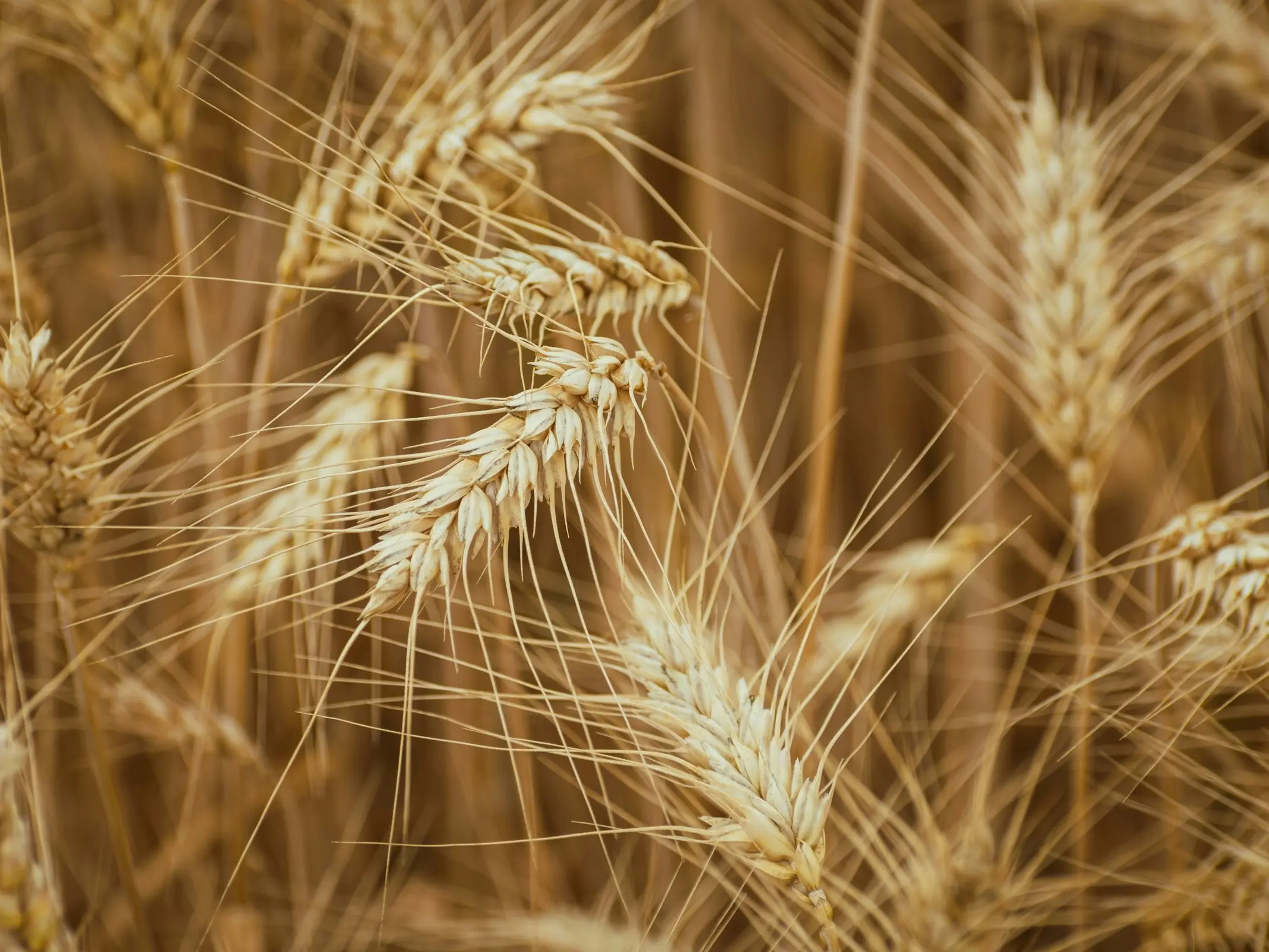 Barley plant