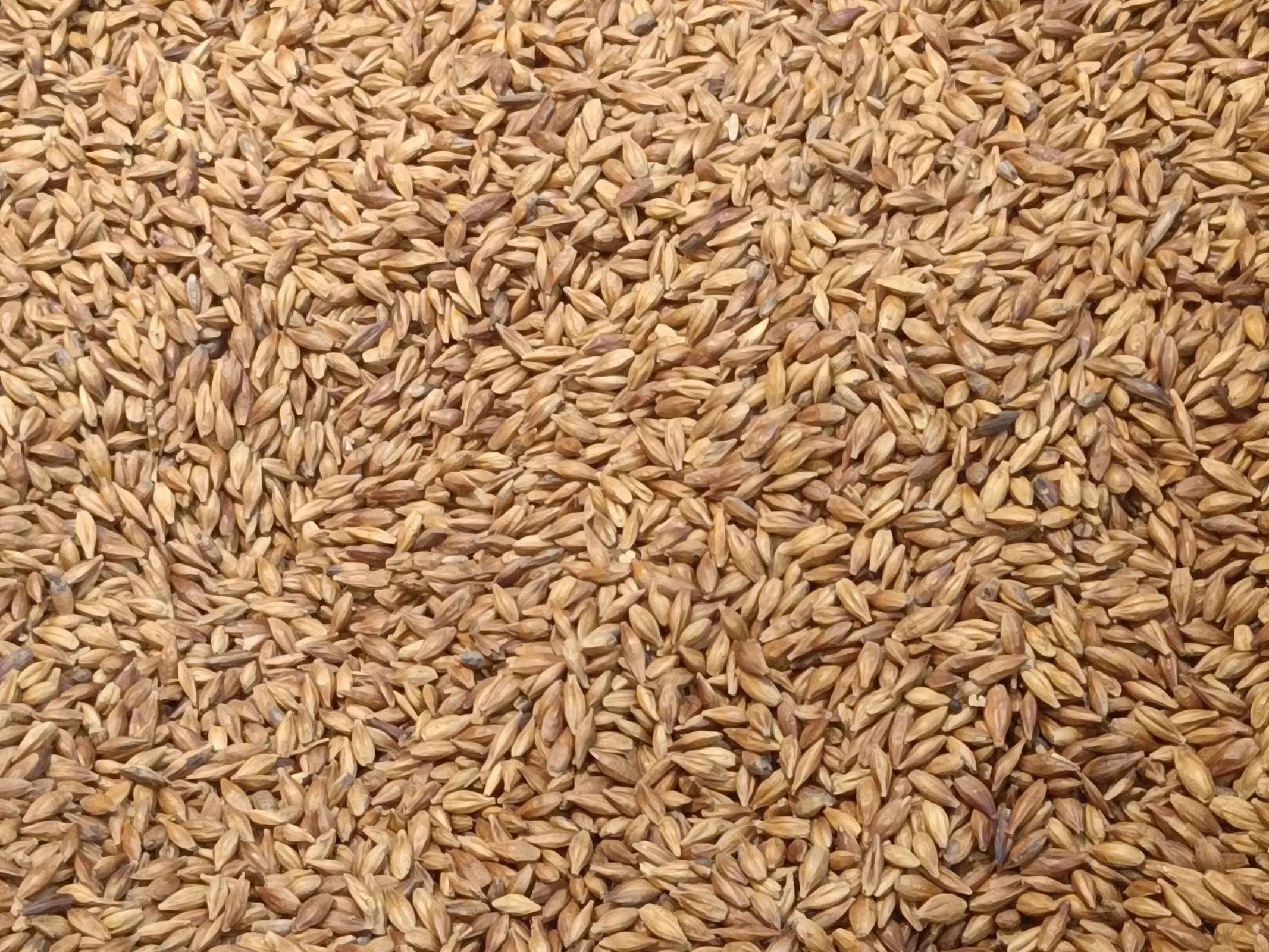 Barley