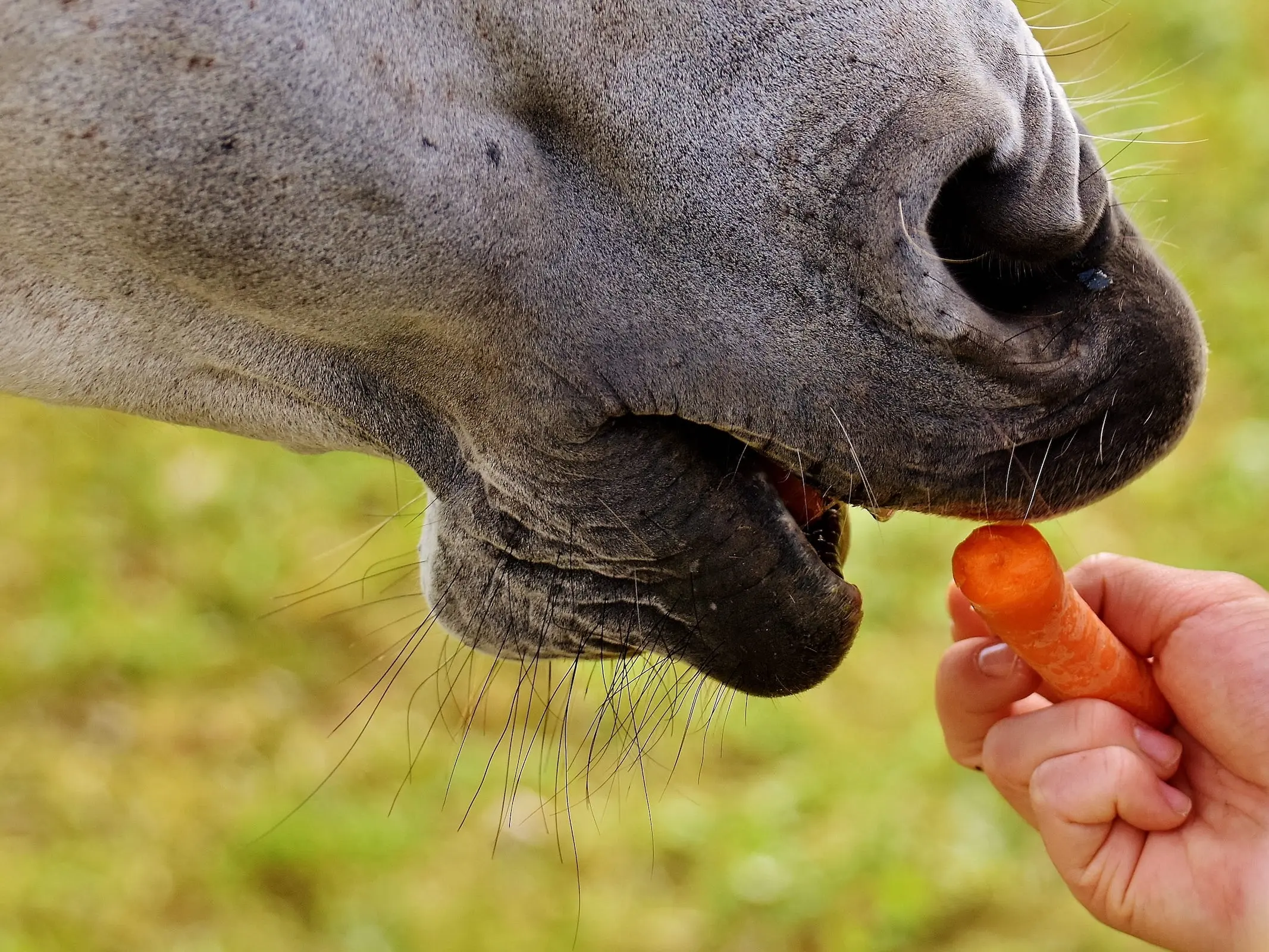 Carrot Treat