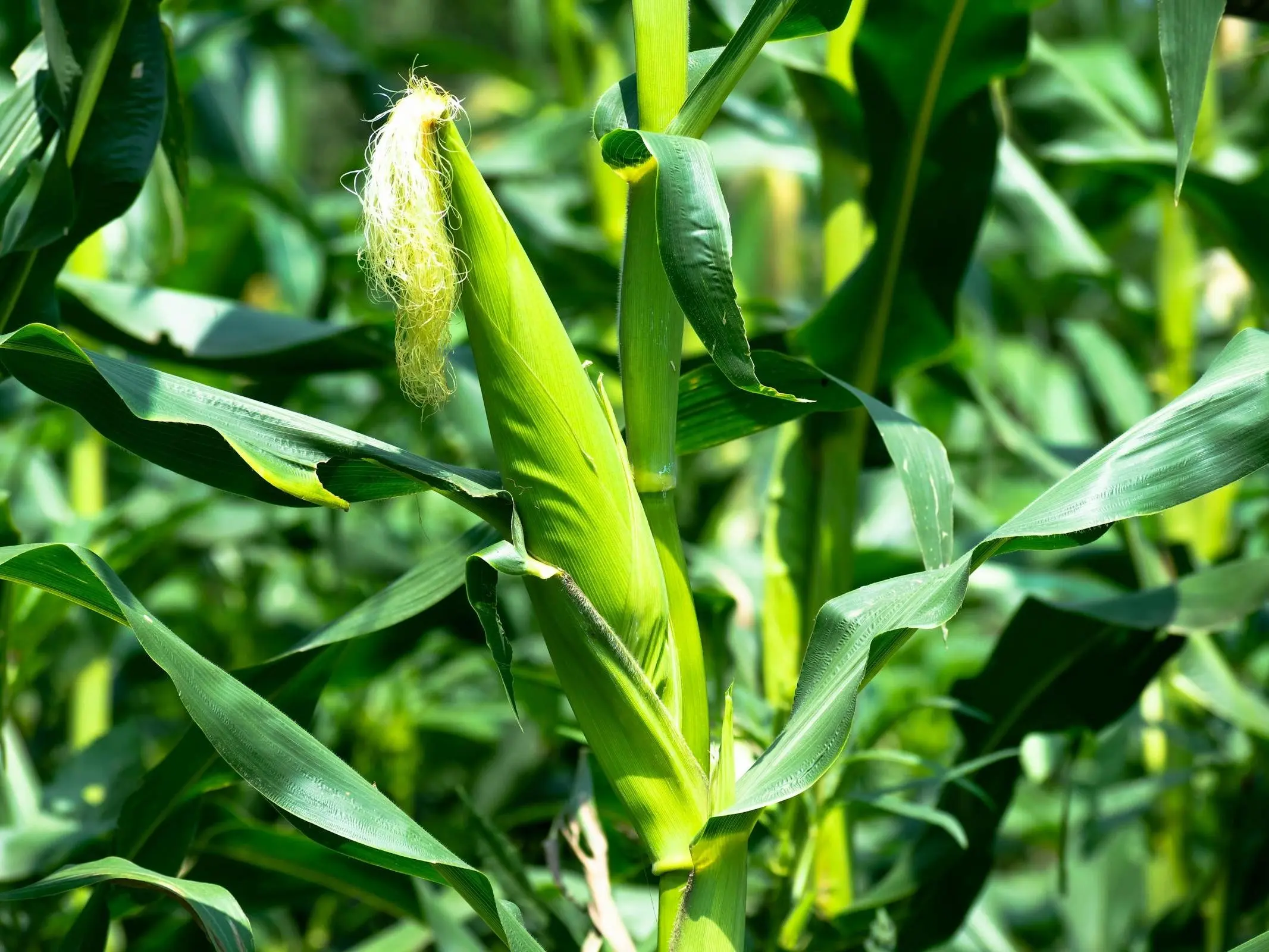 Corn plant