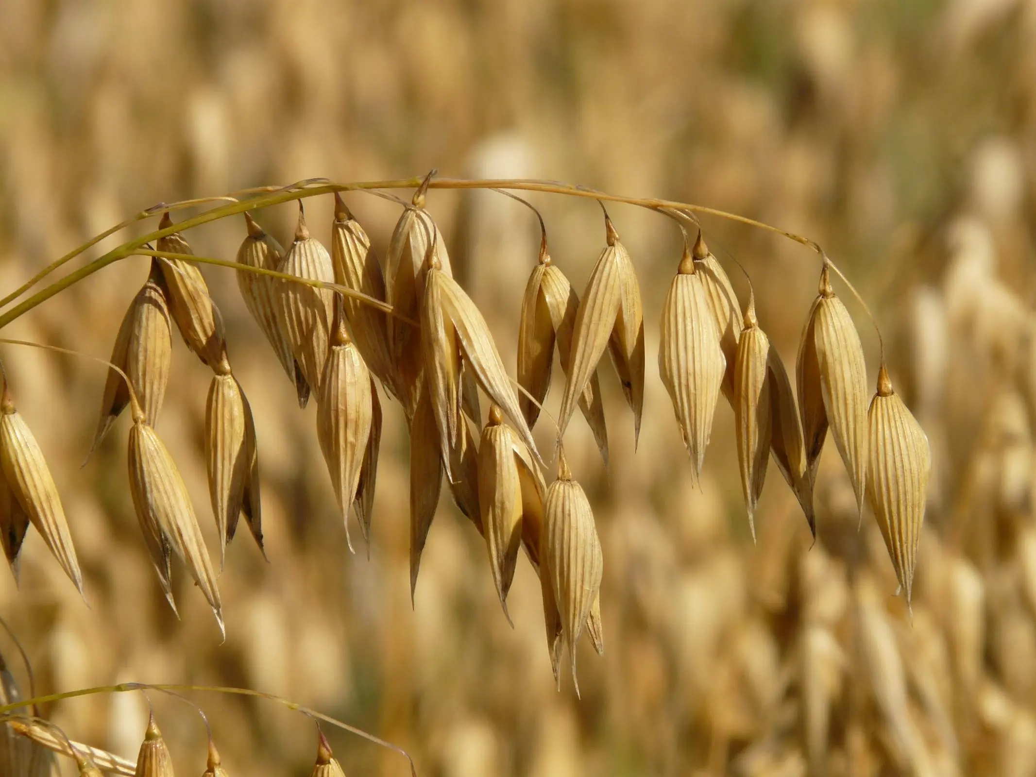 Oat plant