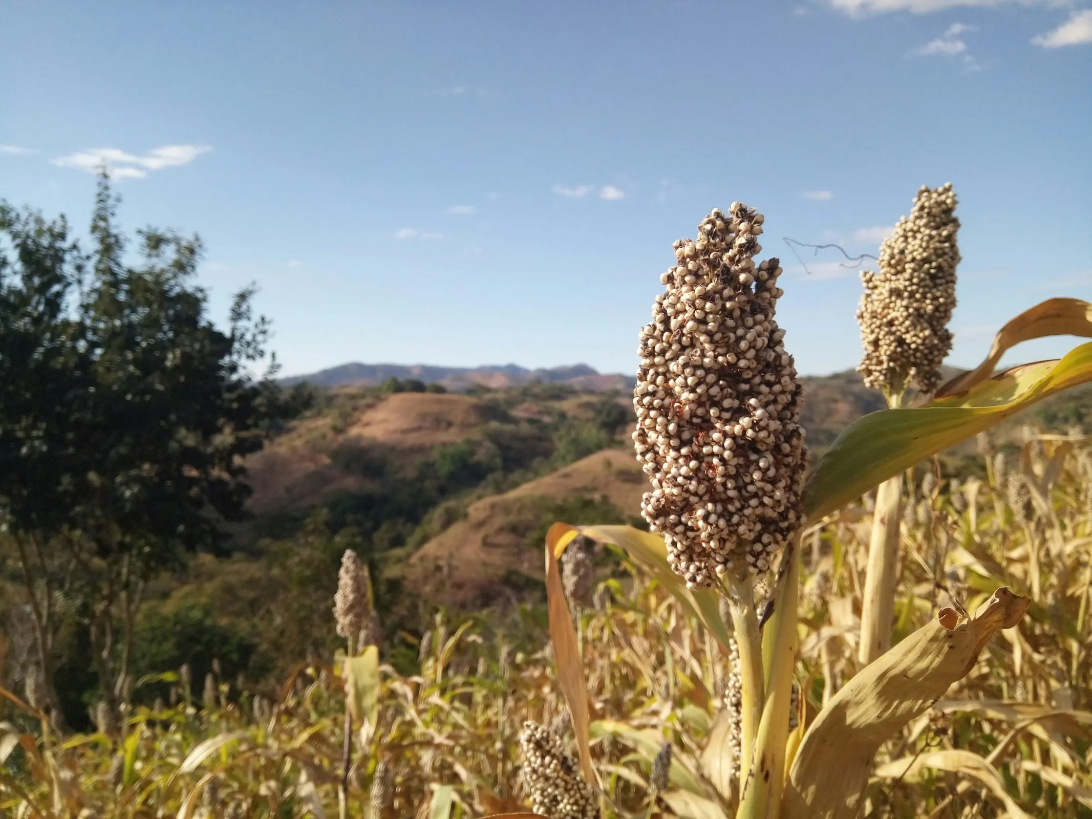 Sorghum plant