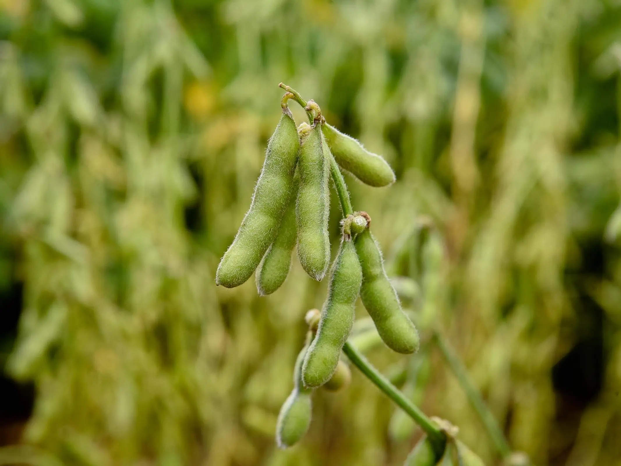 Soybean plant