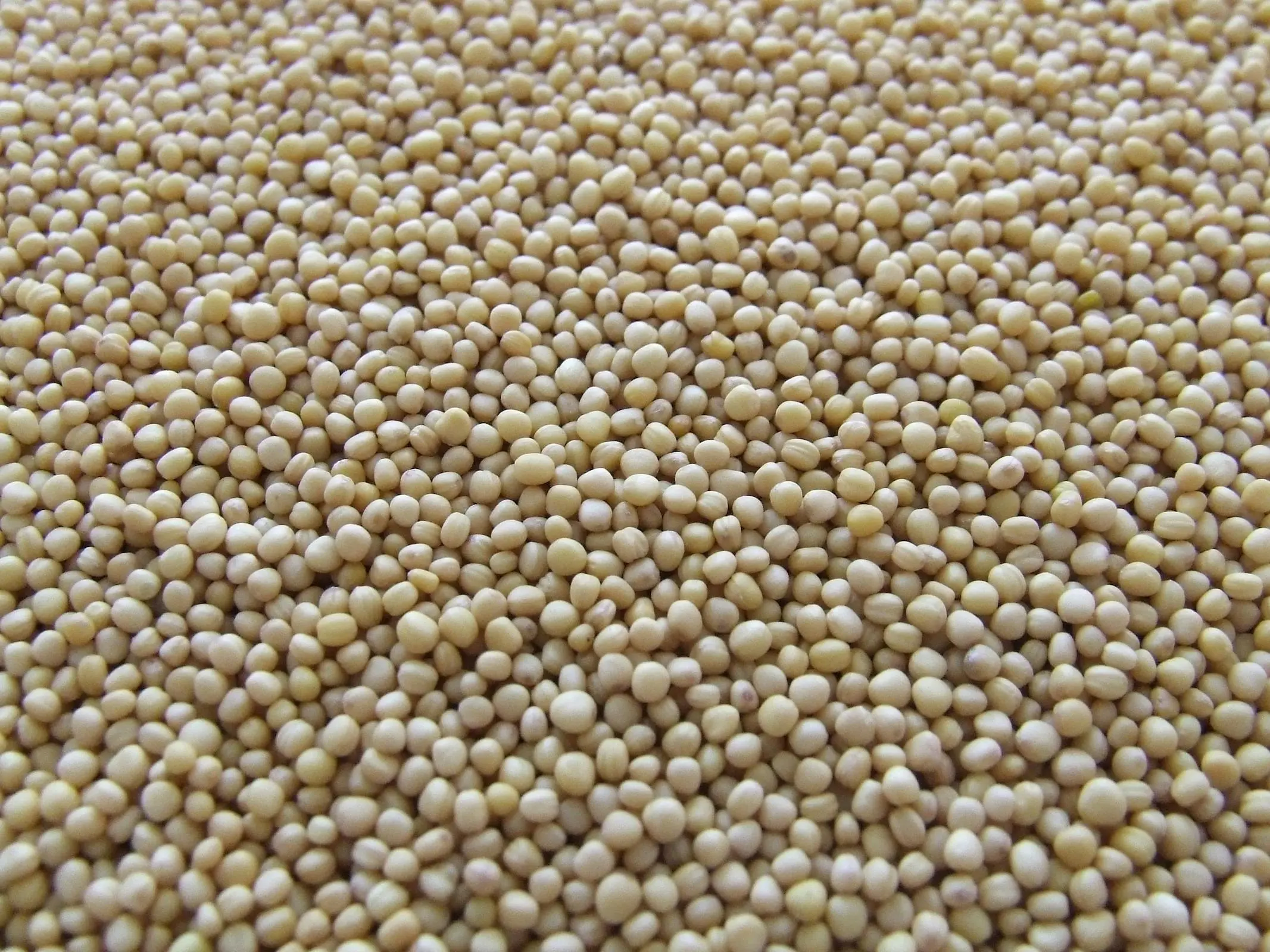 Soybean