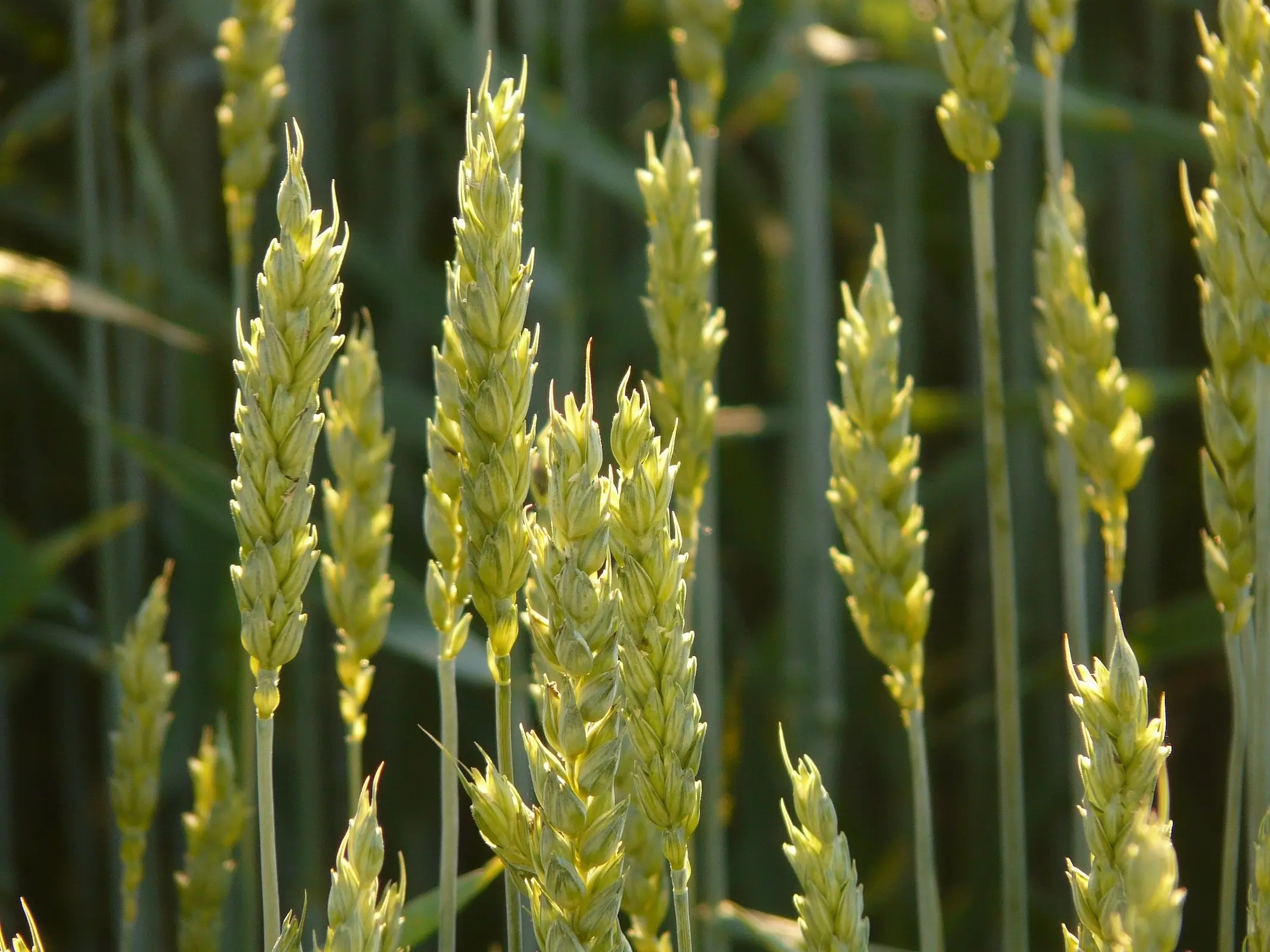 Wheat plant