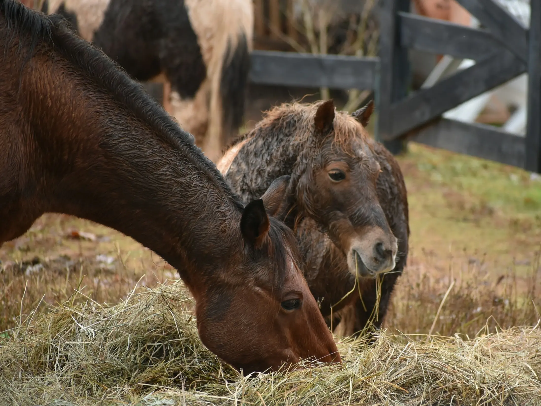 Horse Feeding