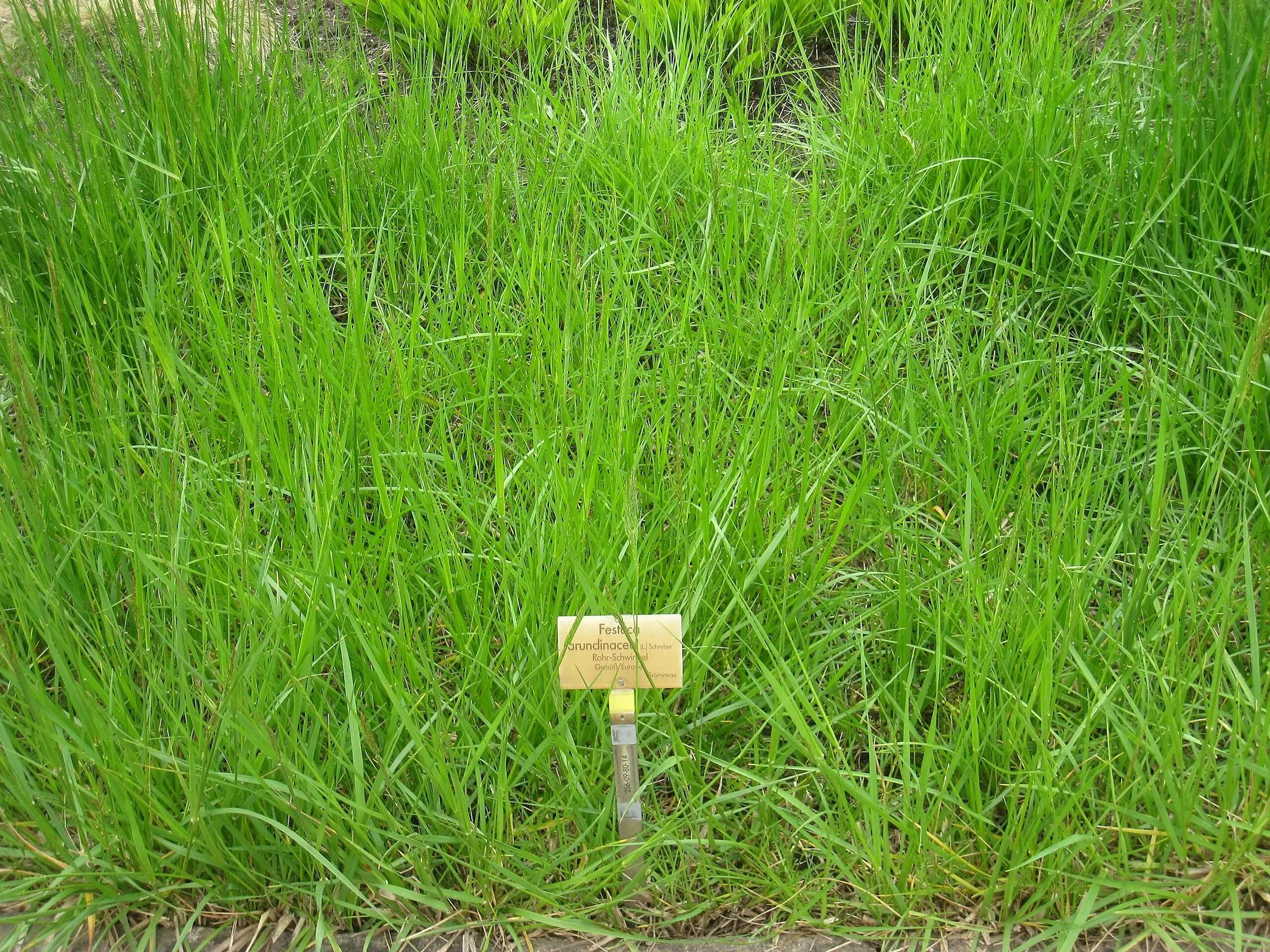 Fescue plant