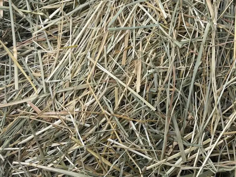 Fescue hay