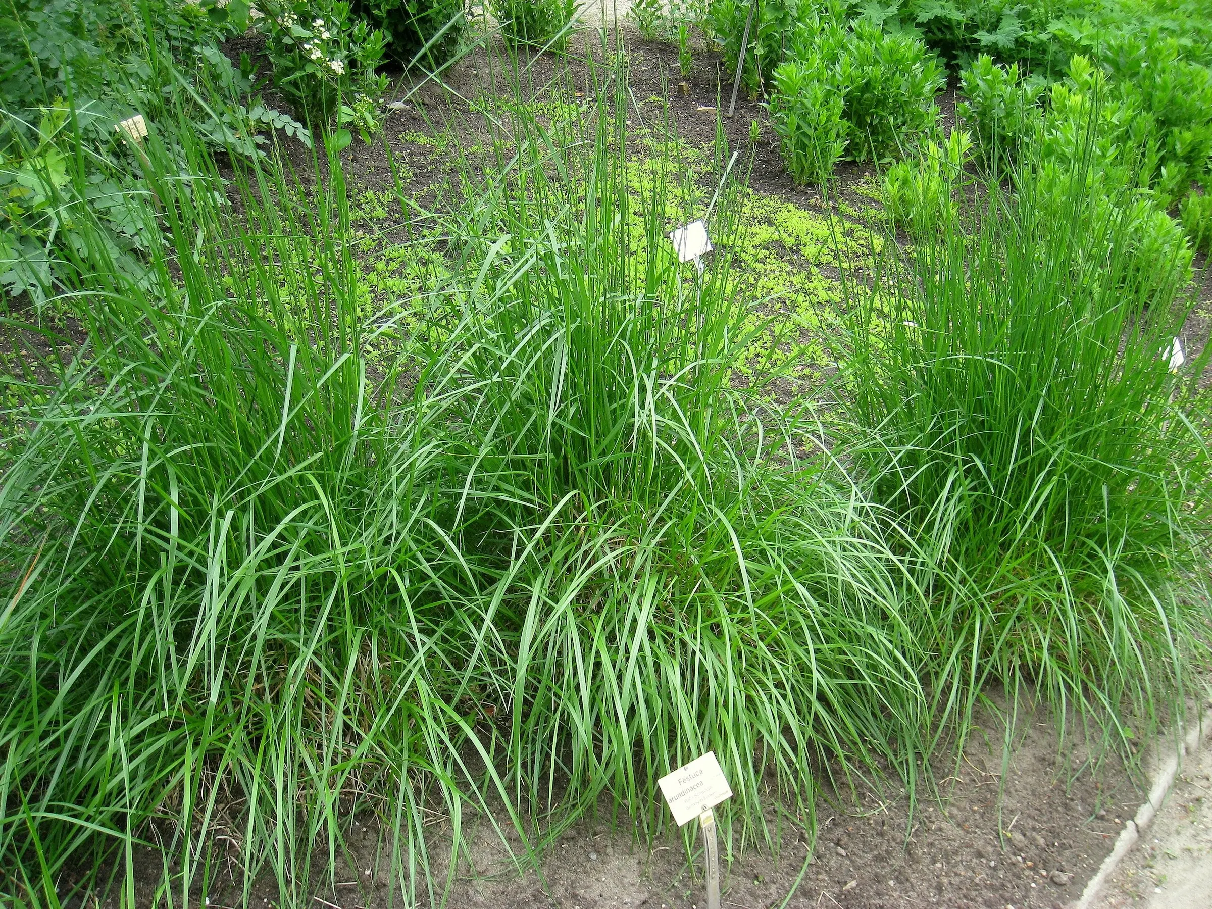 Tall Fescue