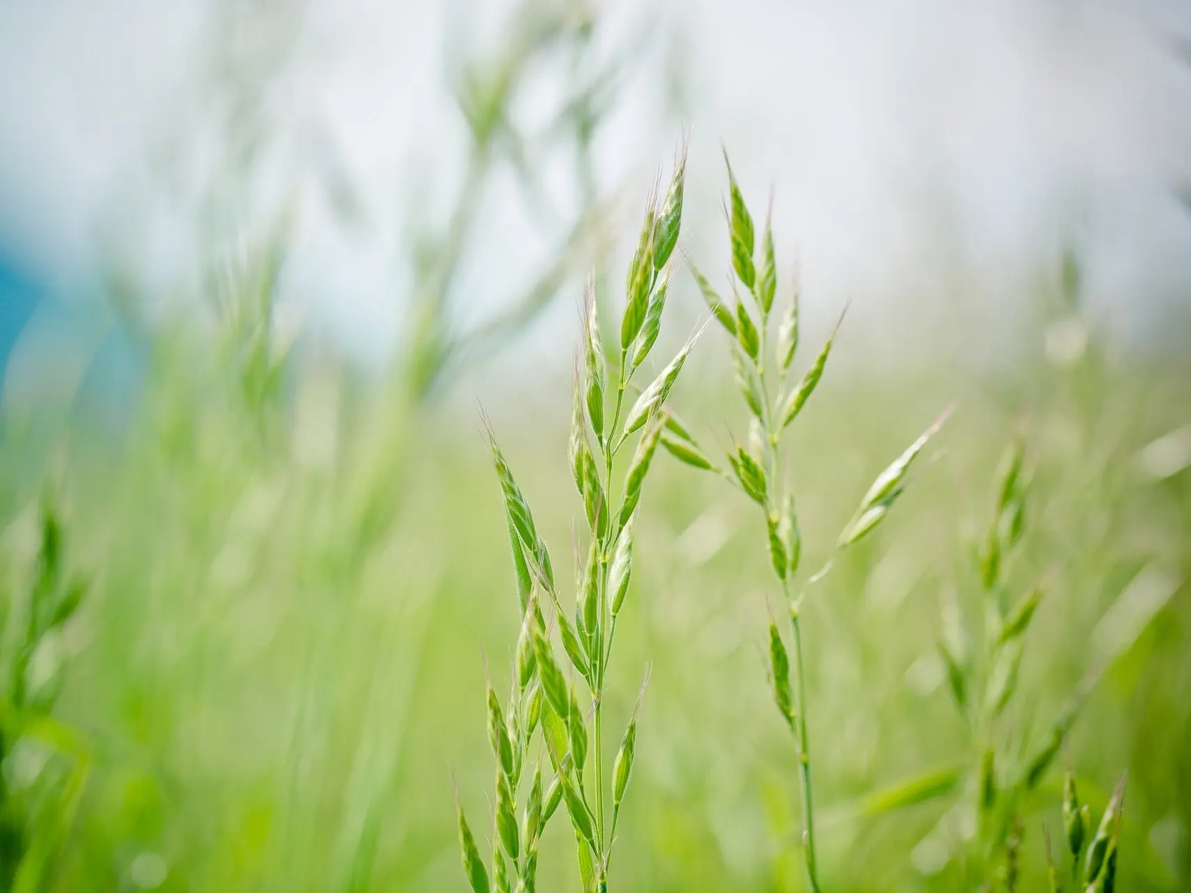 Fescue