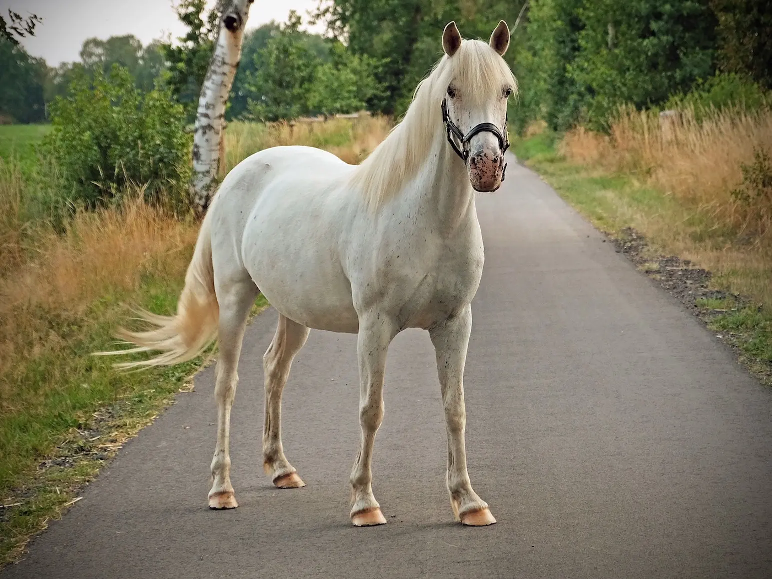 Few spot Leopard Appaloosa horse