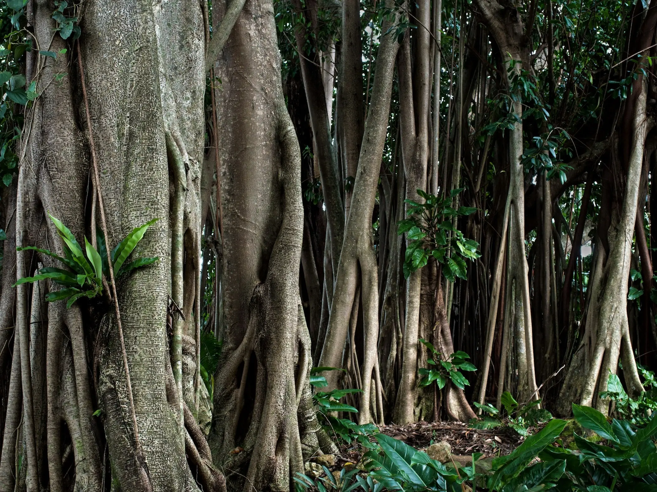 Snake Tree