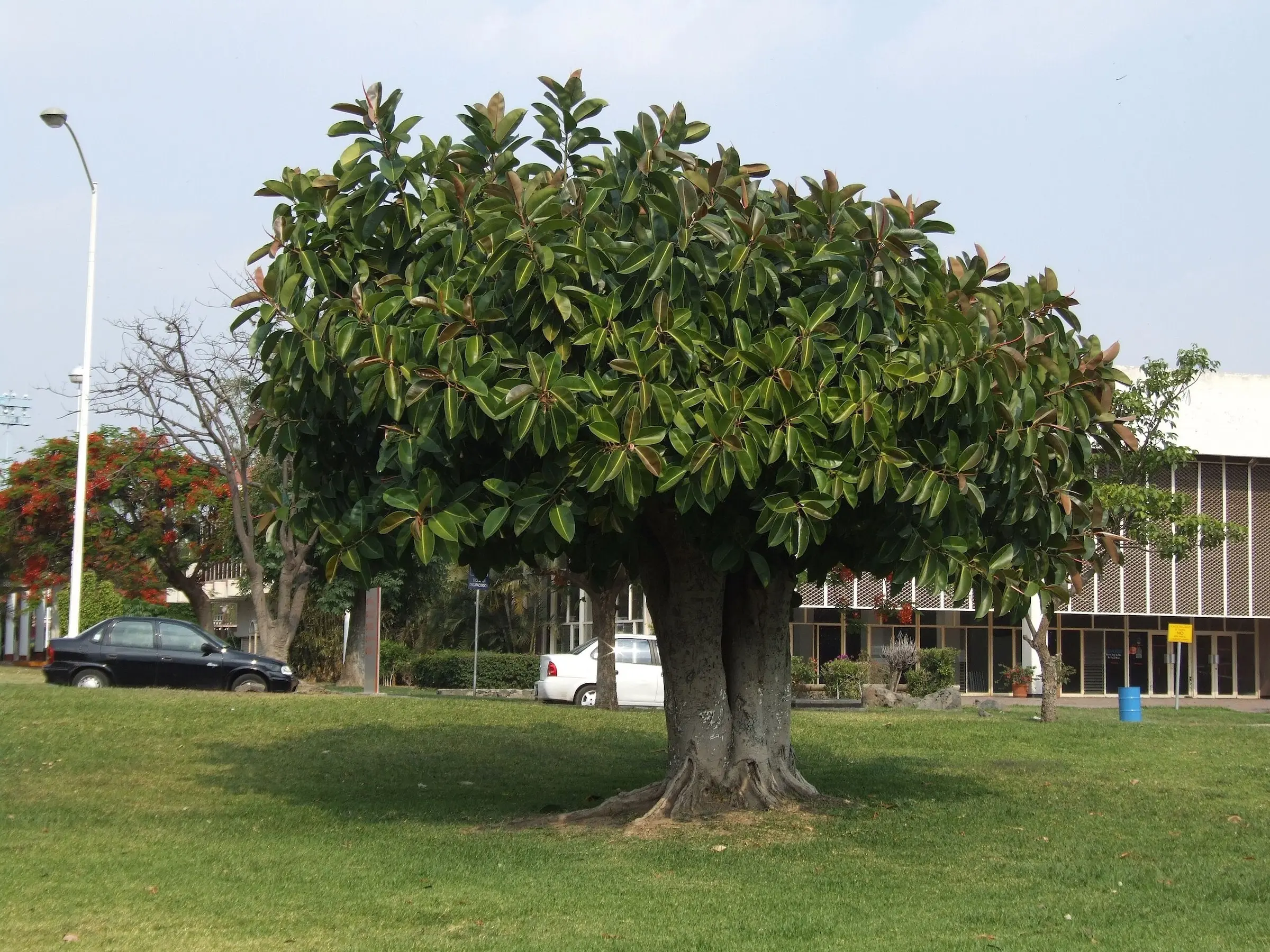 Indian Rubber Plant