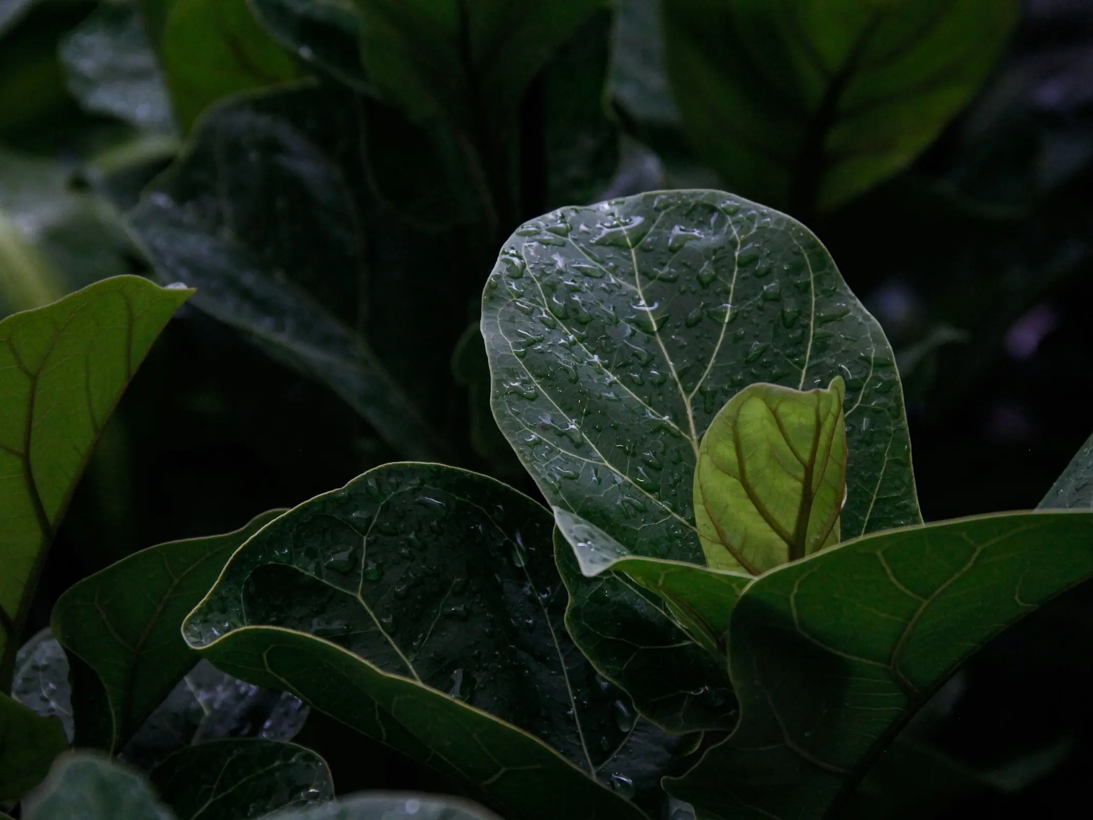 Fiddleleaf Fig