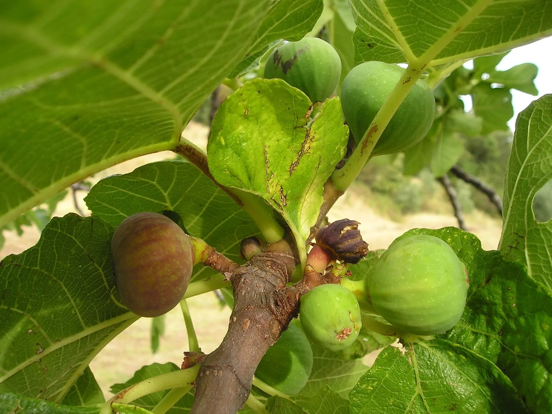 Fiddleleaf Fig