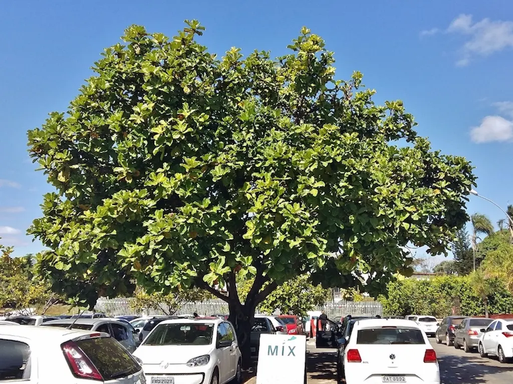 Fiddleleaf Fig