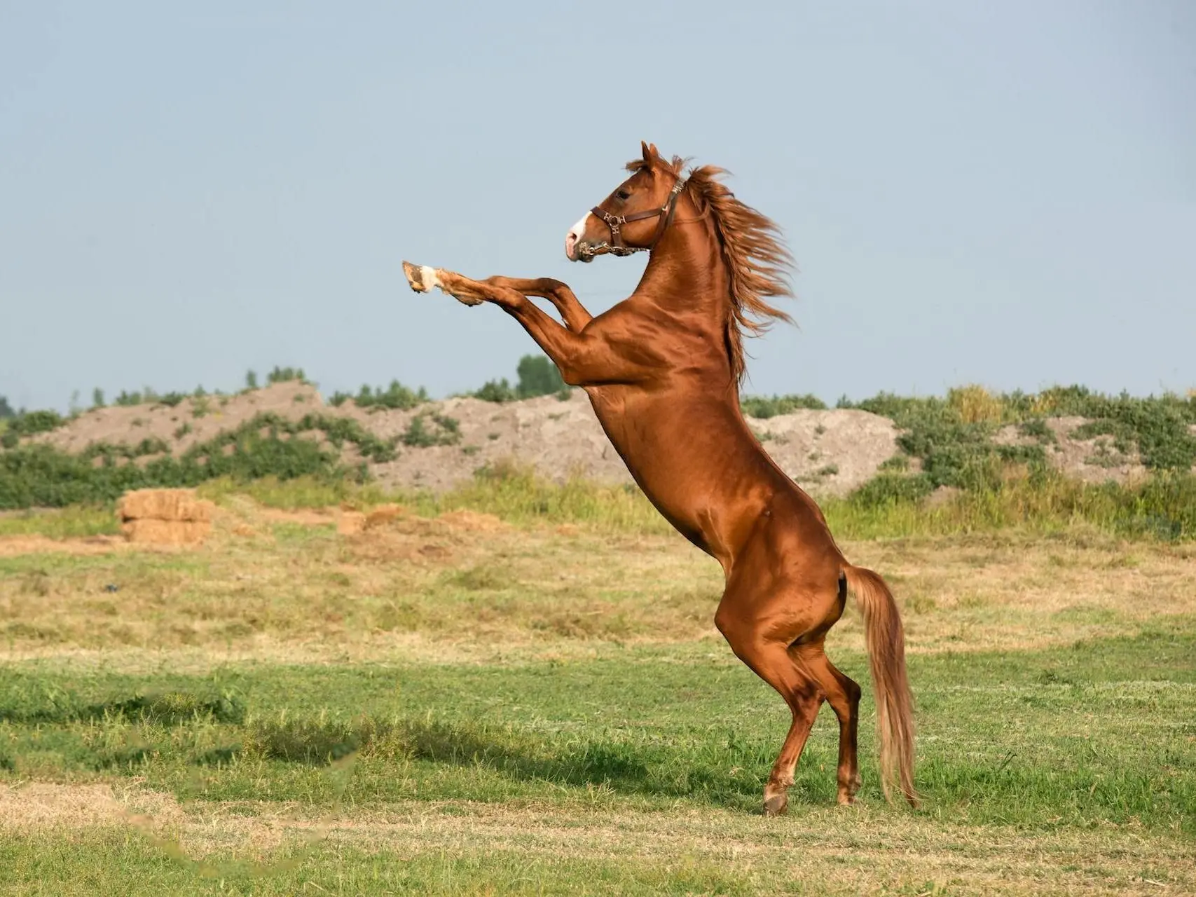 Chestnut horse rearing