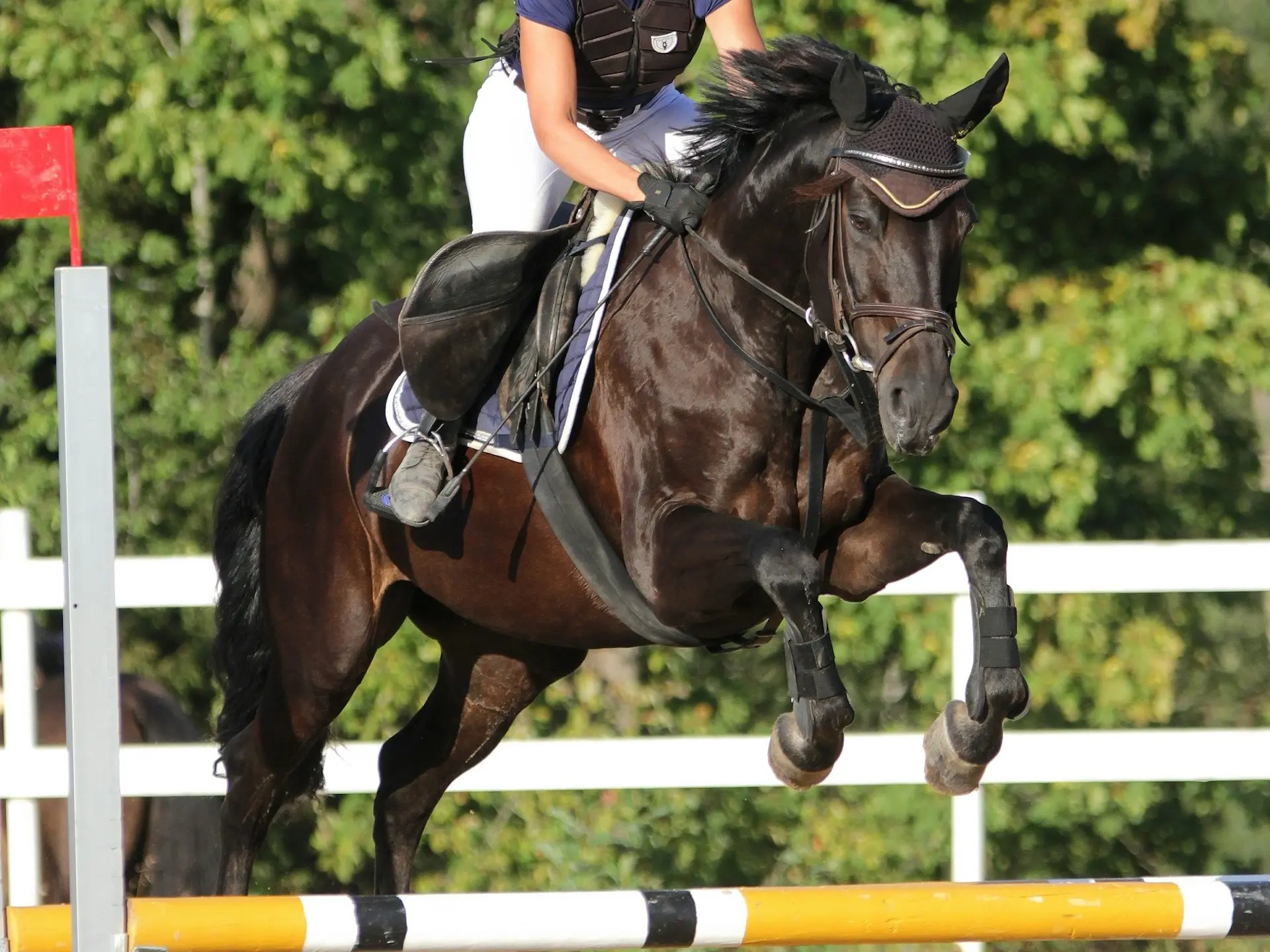 Finnish Warmblood Horse 