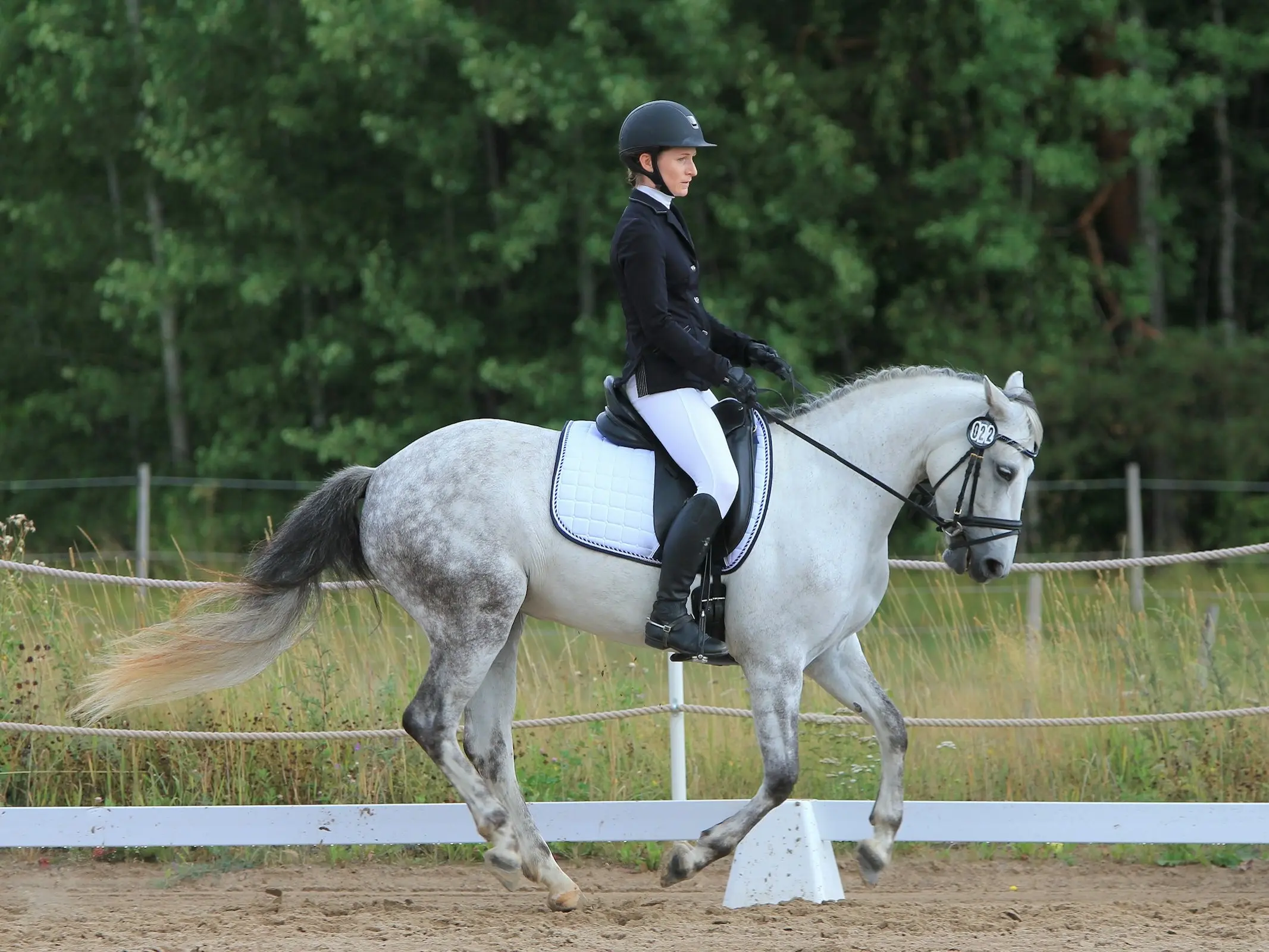 Finnish Warmblood