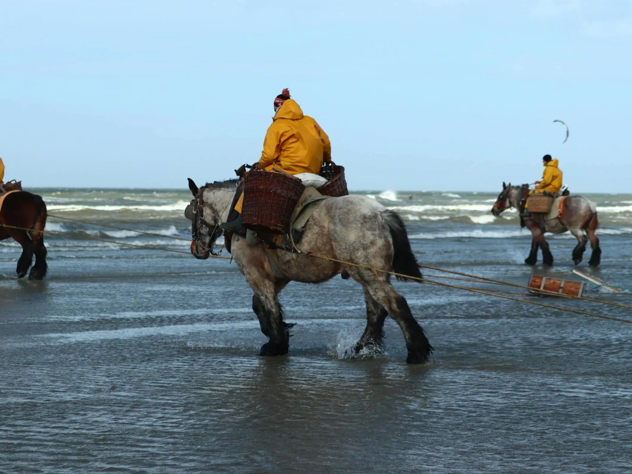 Man riding a draft horse in the ocean