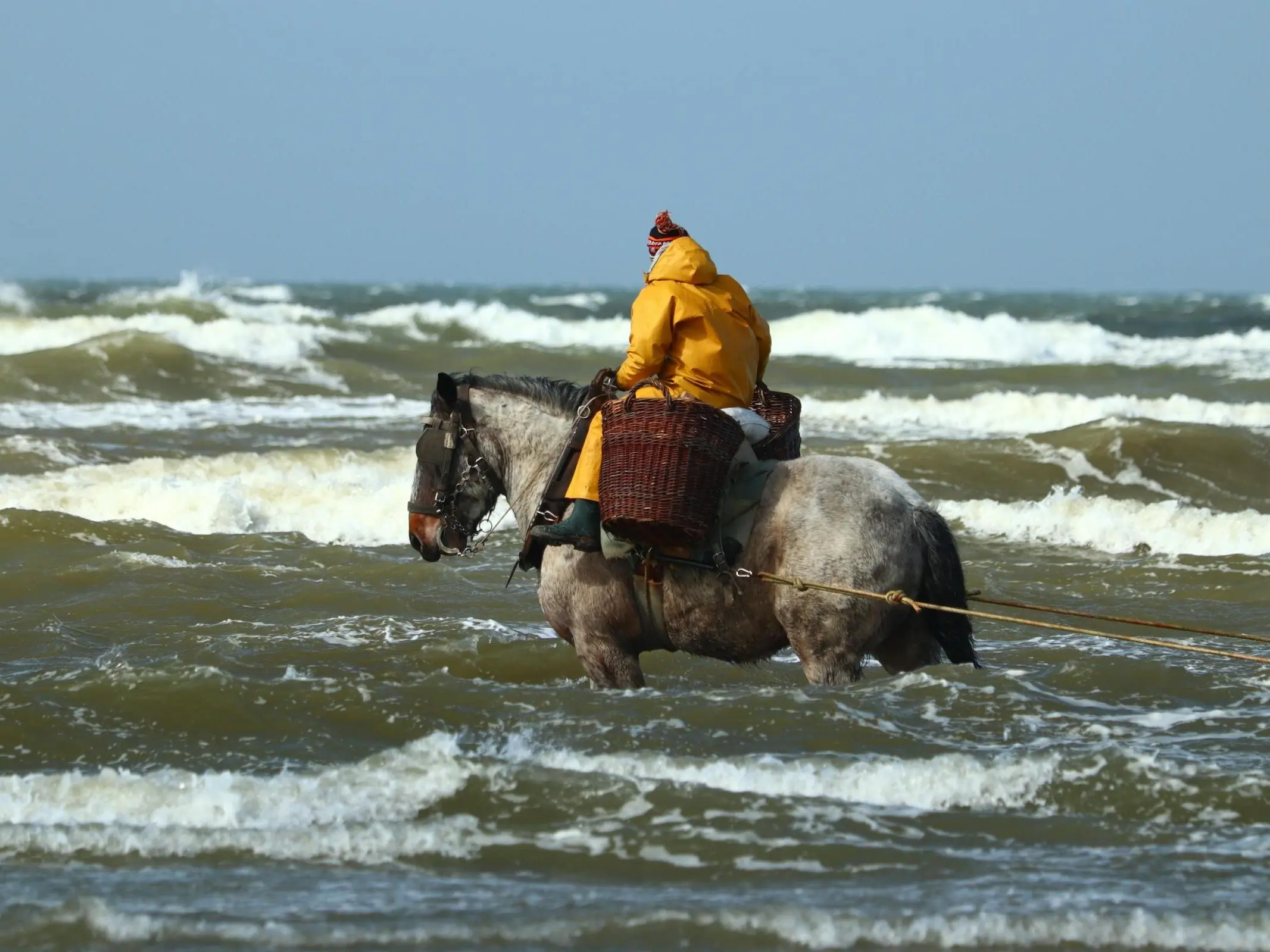 Man riding a draft horse in the ocean