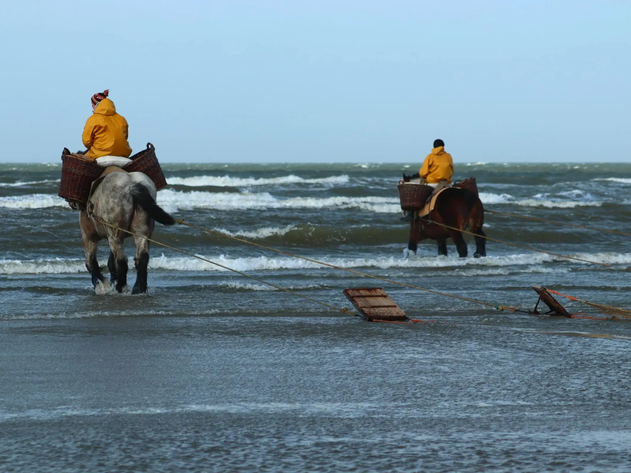 Man riding a draft horse in the ocean