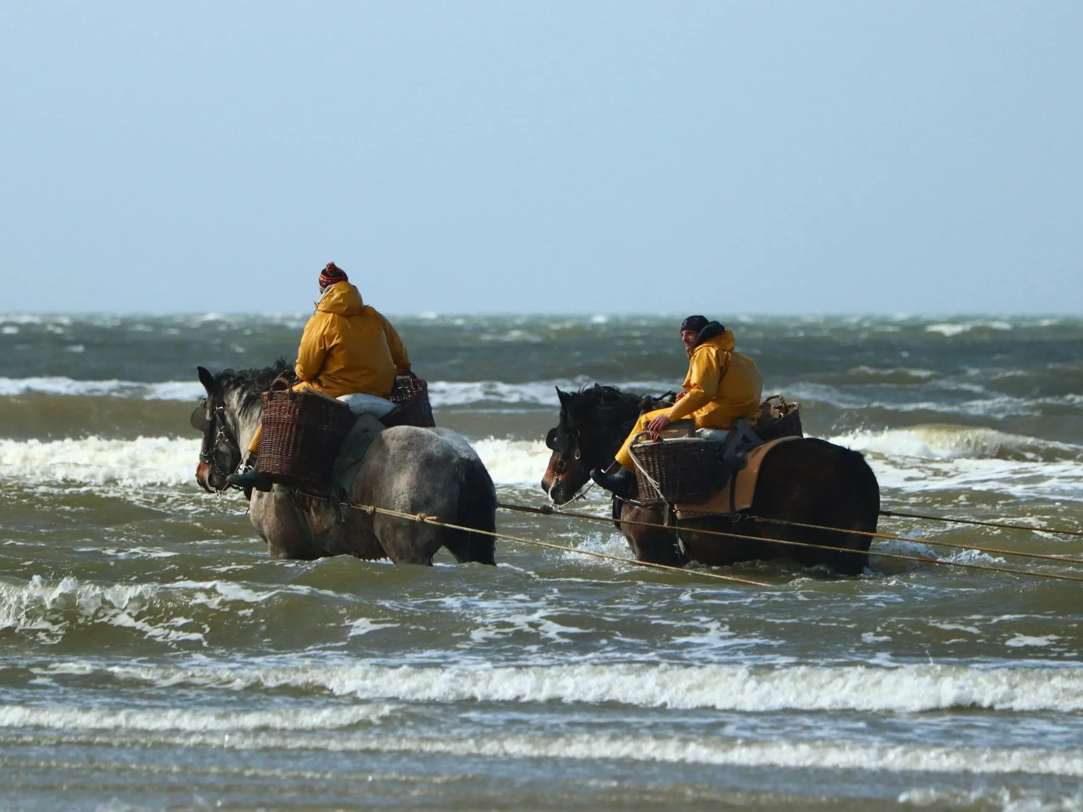 Man riding a draft horse in the ocean