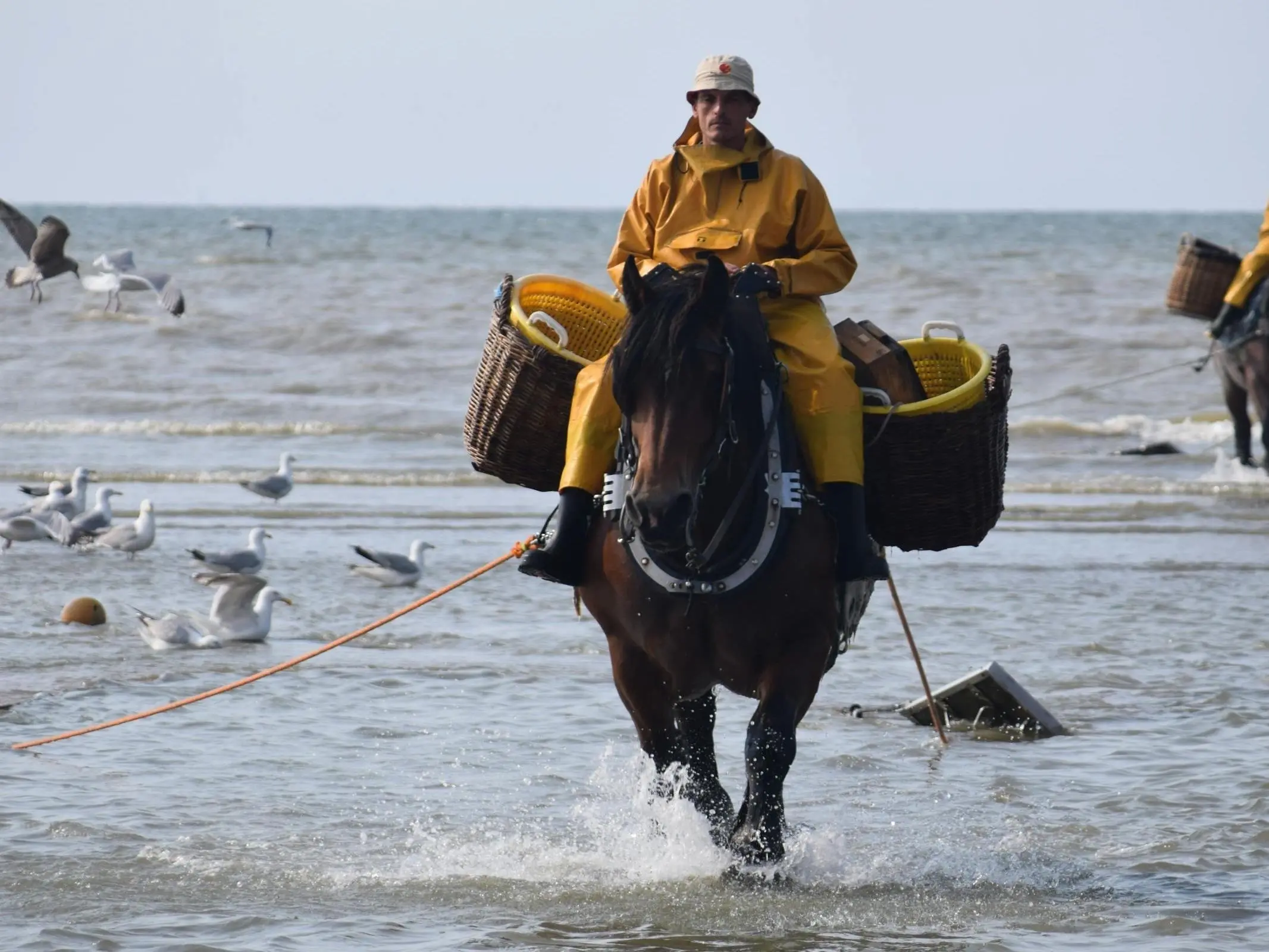 Man riding a draft horse in the ocean