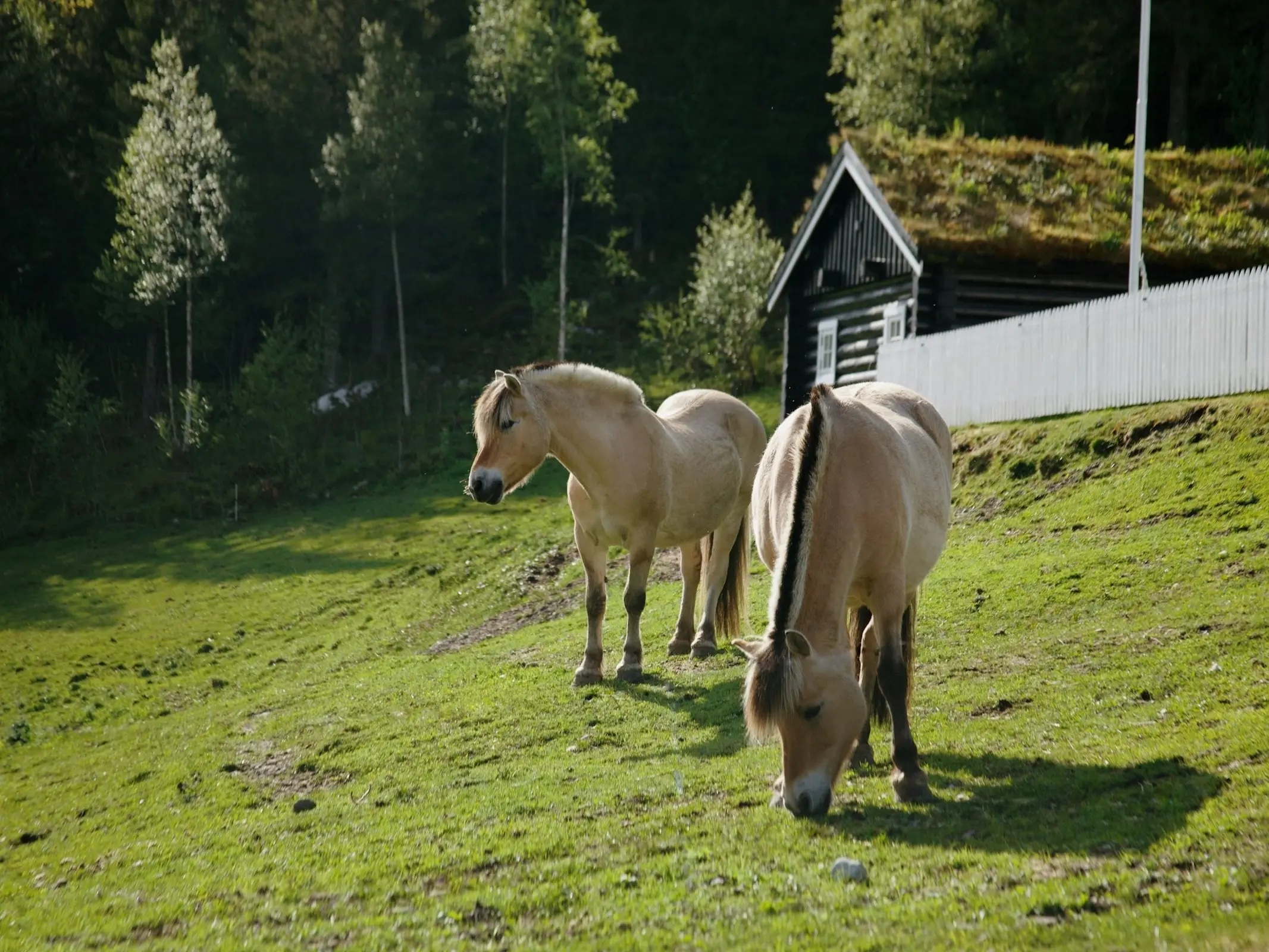 Fjord Horse