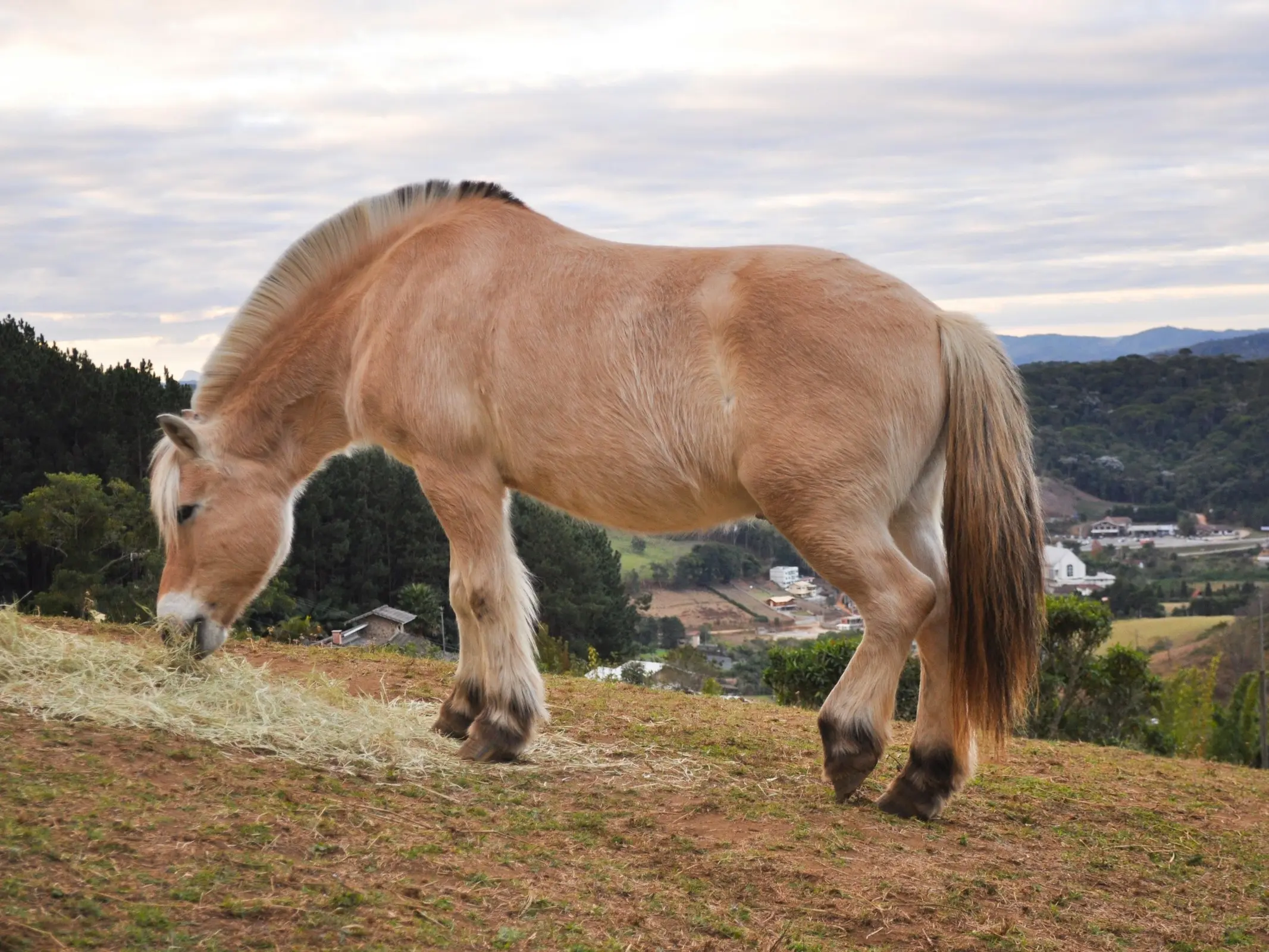 Fjord Horse