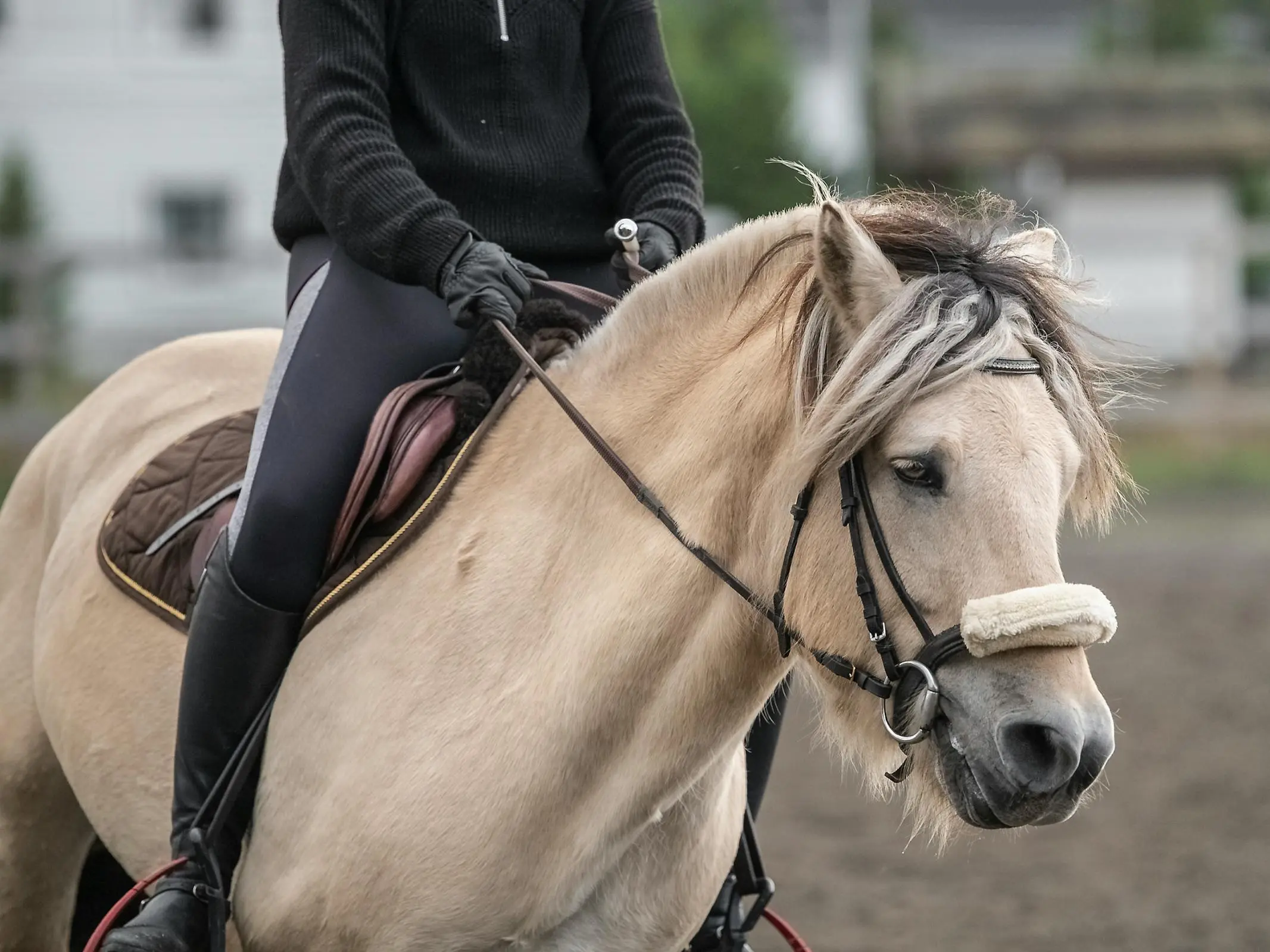 Fjord Horse