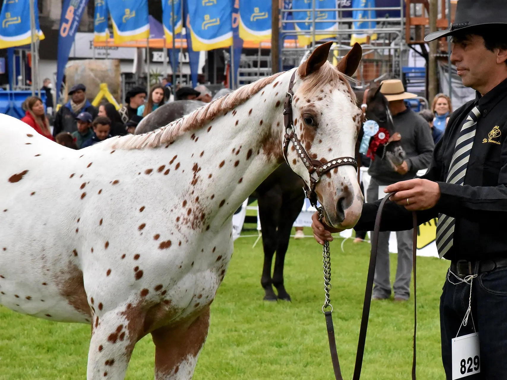 Leopard appaloosa horse