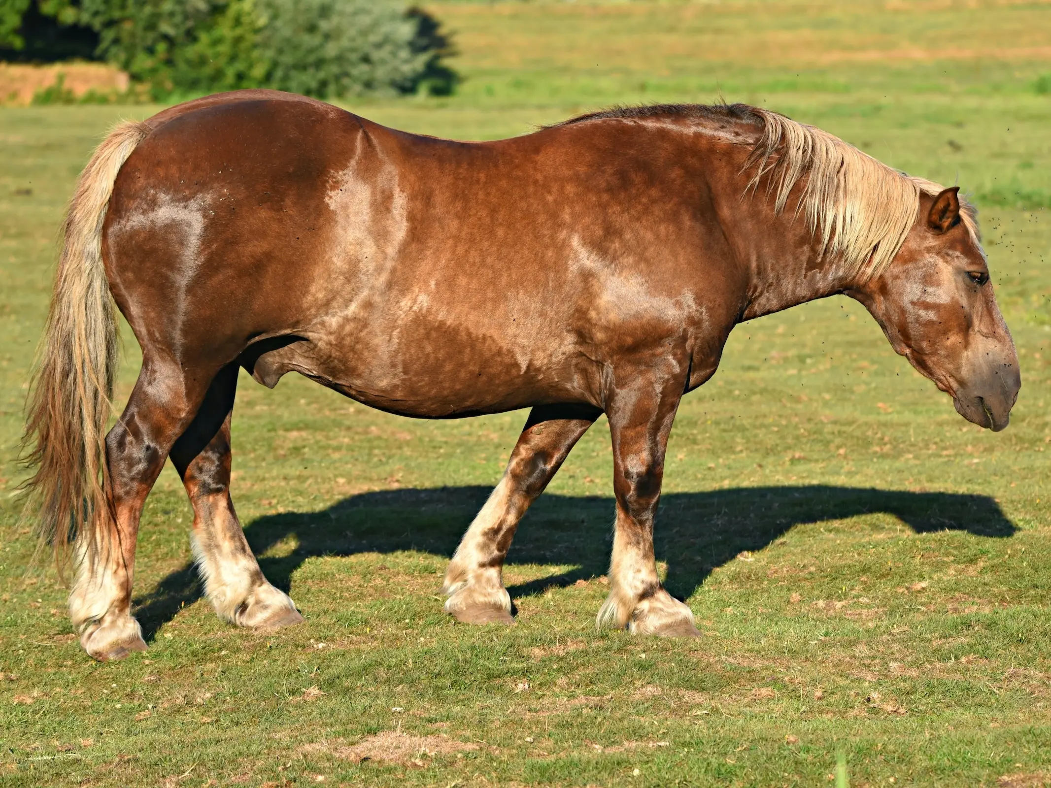 Liver flaxen horse