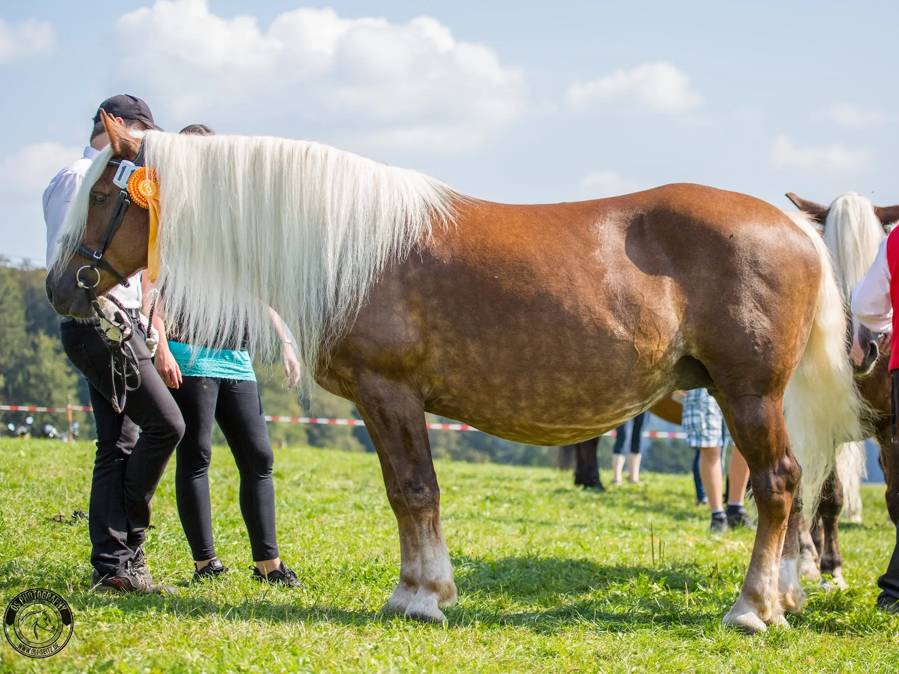 Liver flaxen horse