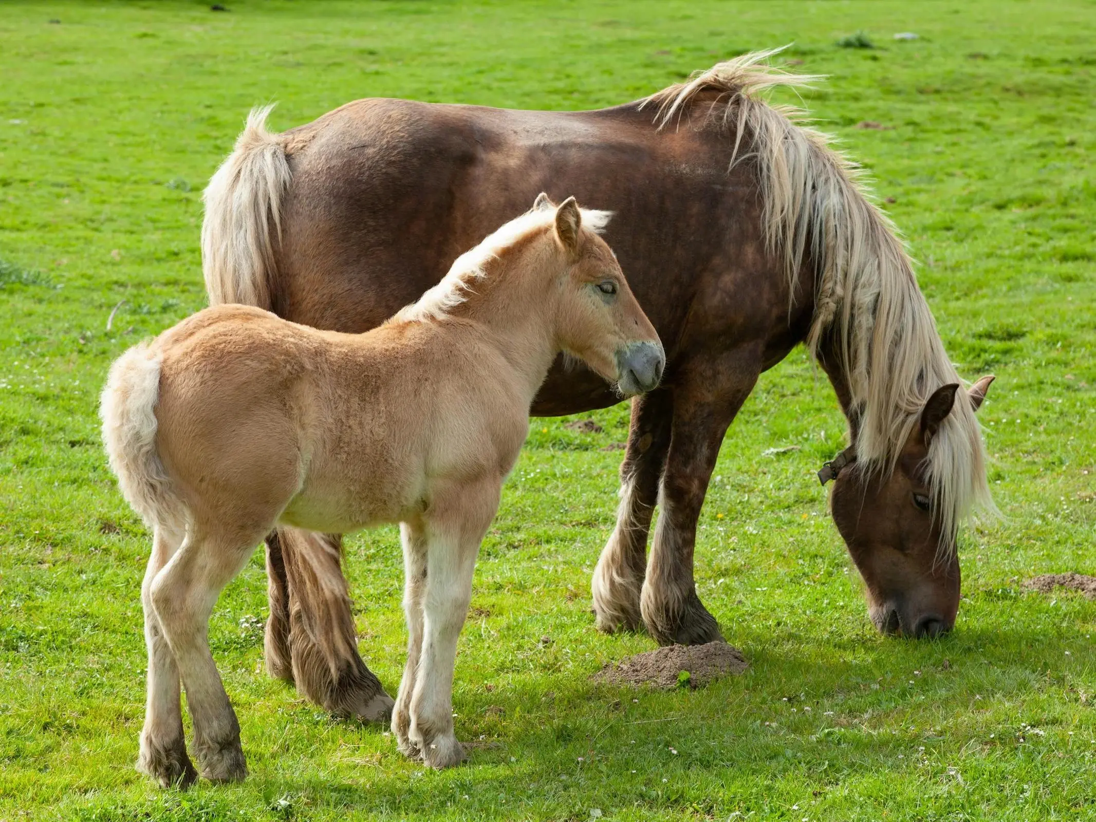 Liver flaxen horse