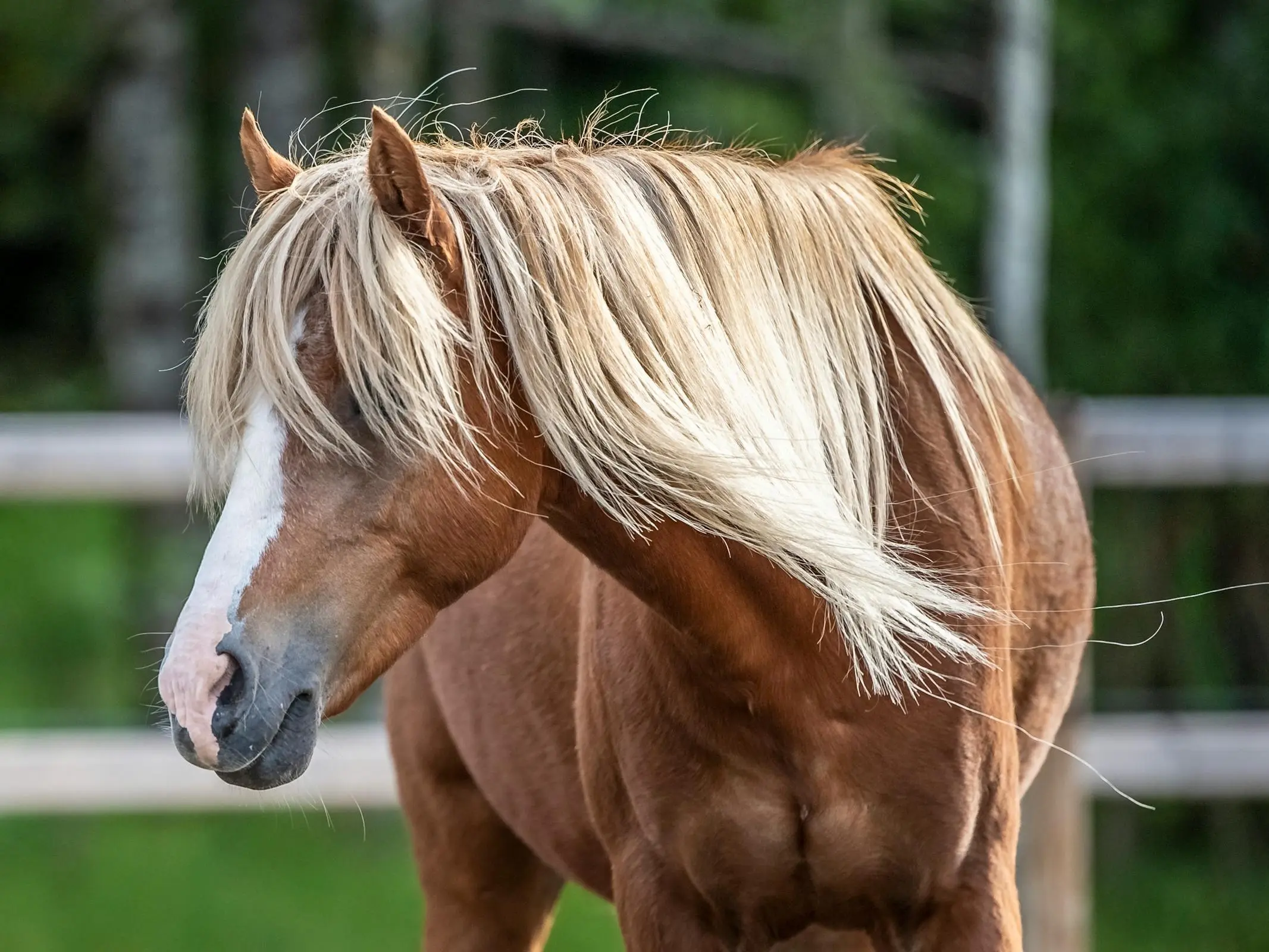 Pony with flaxen mane