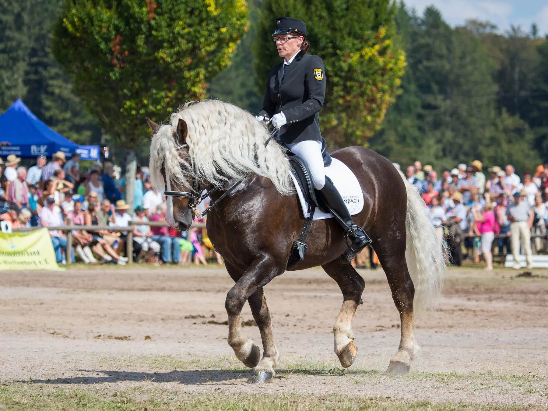 Liver flaxen horse