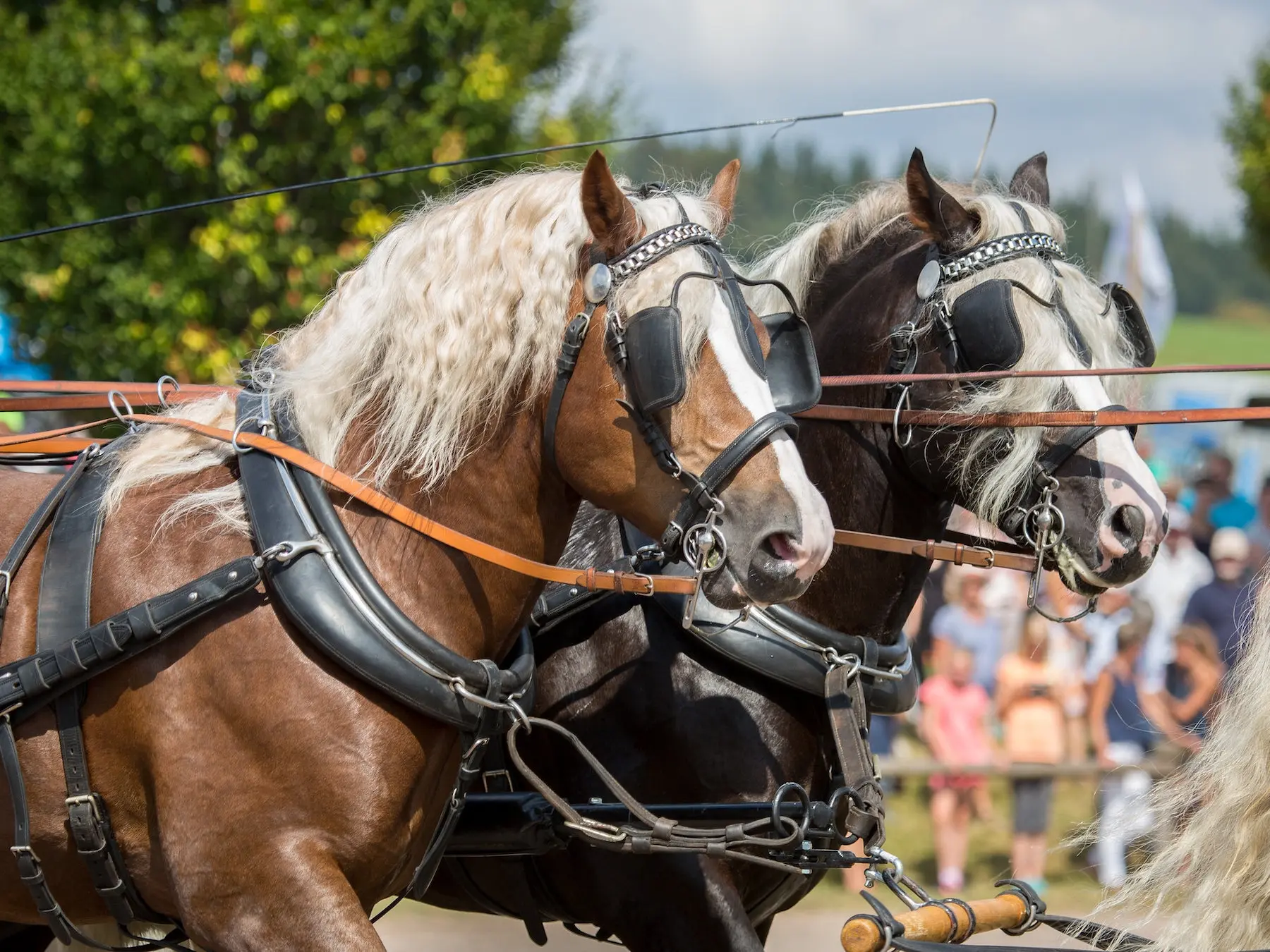 Liver flaxen horse