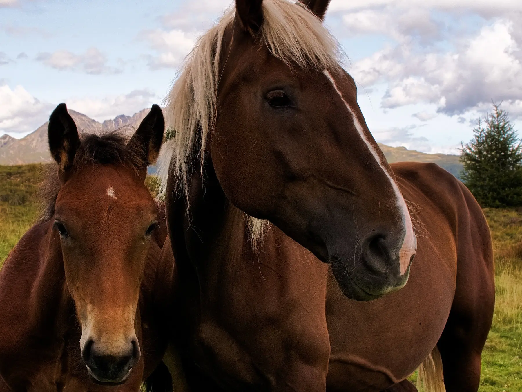 Liver flaxen horse