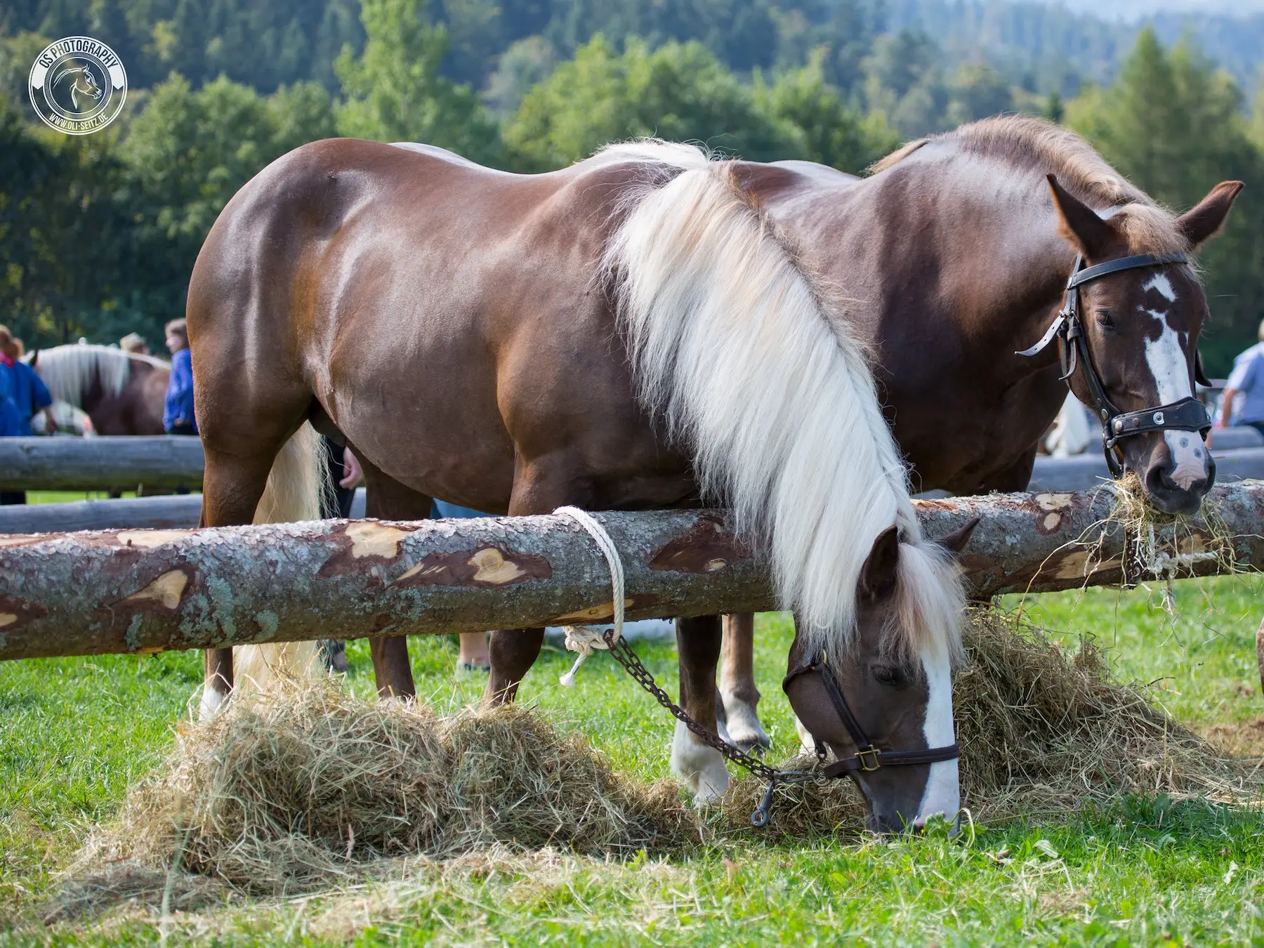 Liver flaxen horse