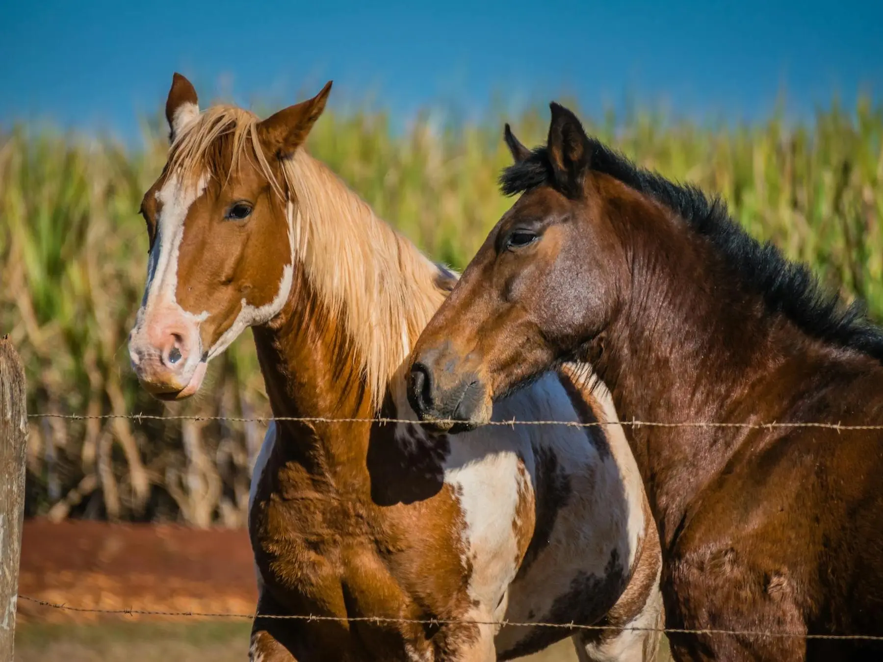 Pinto flaxen horse