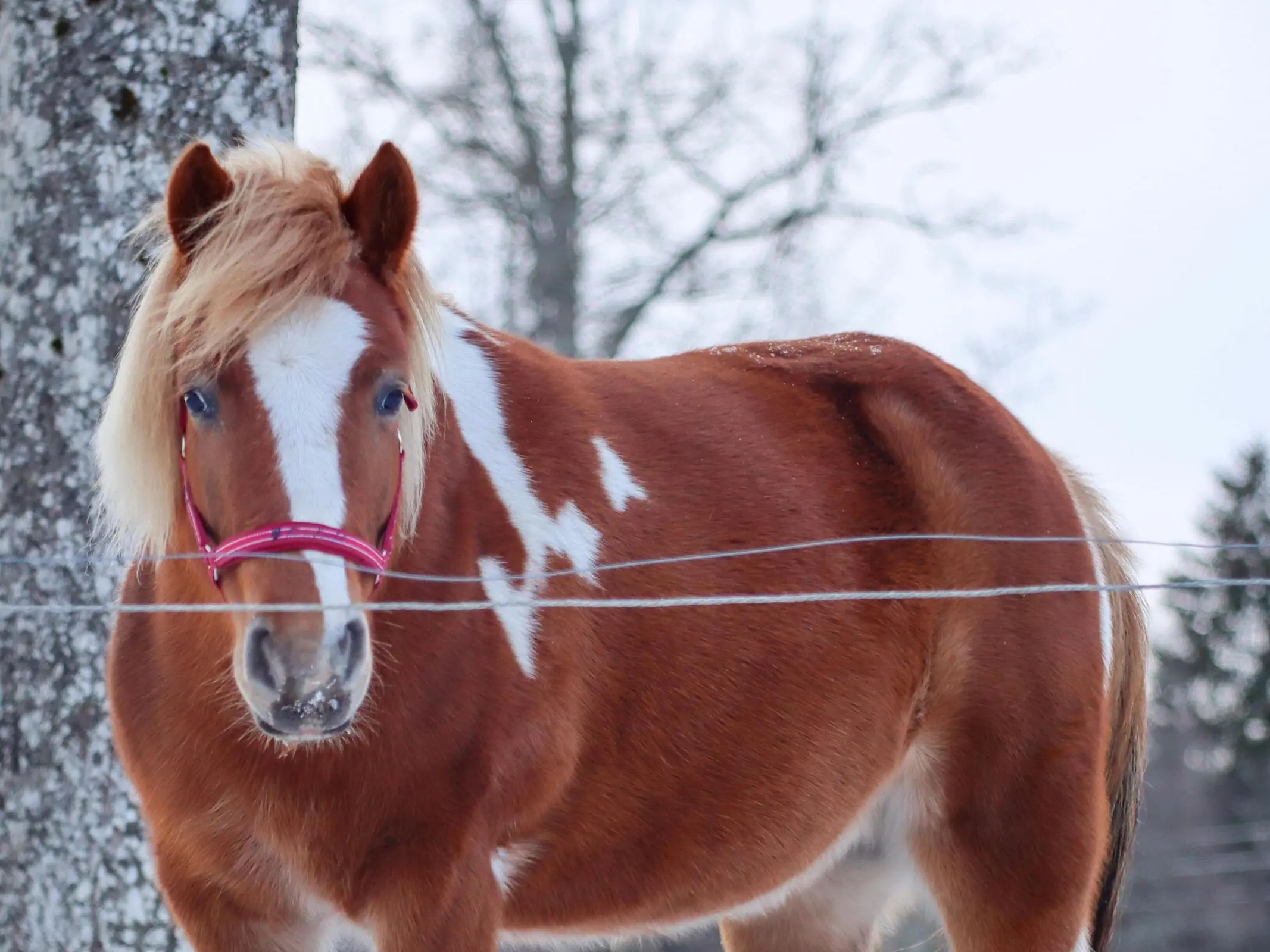 Pinto flaxen horse